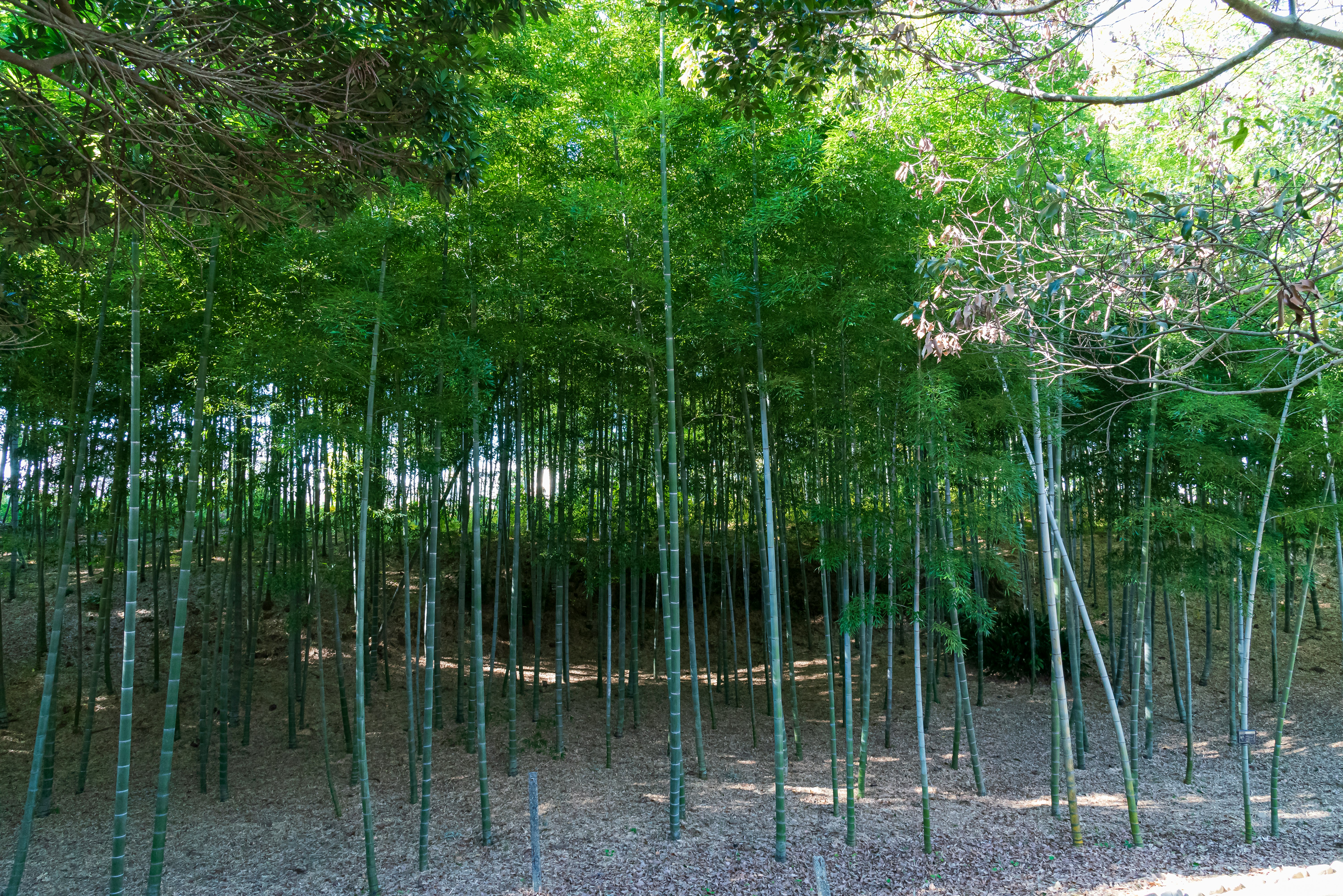 竹林の並木と緑の木々の小径
