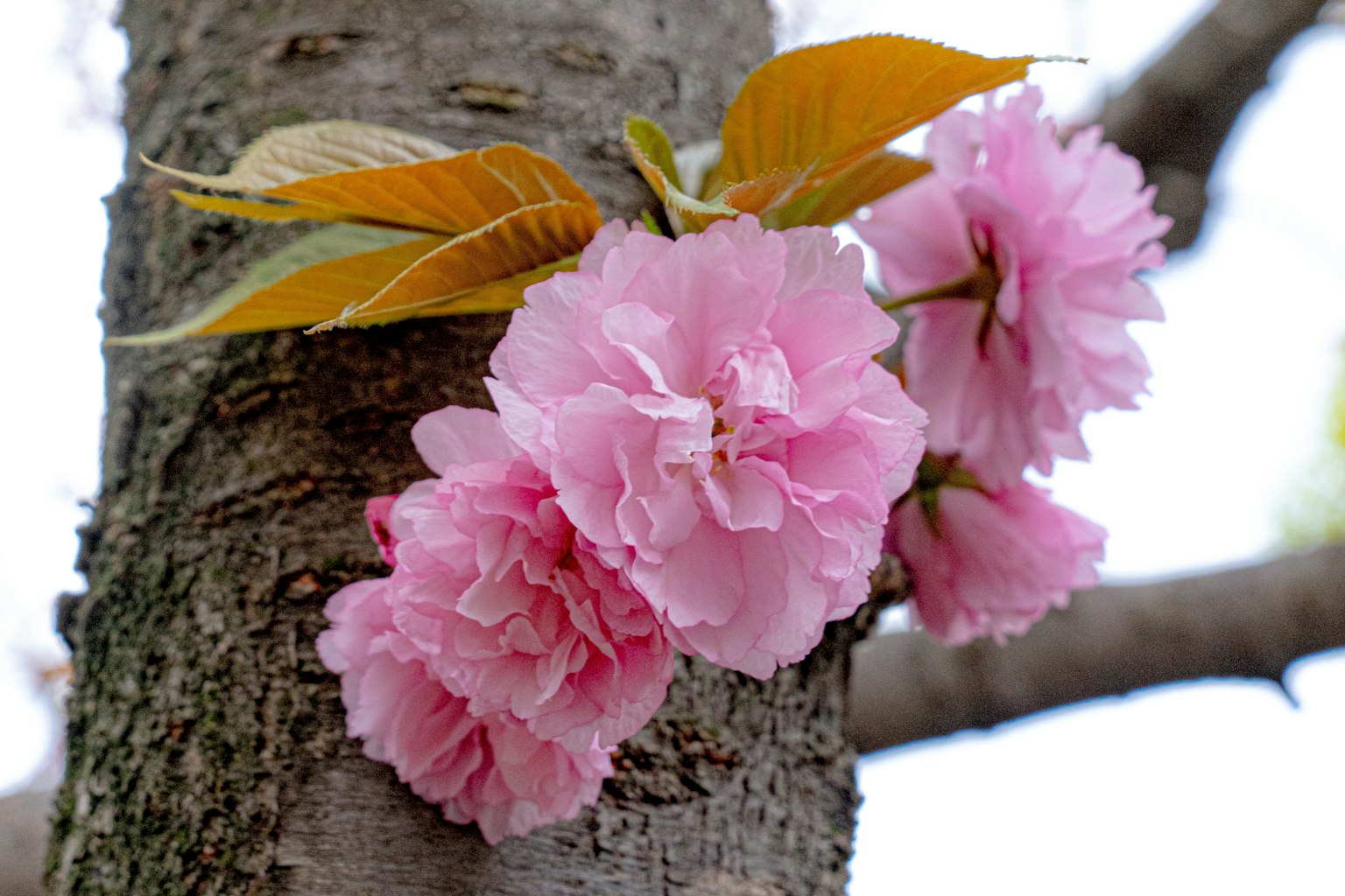 Zartrosa Blumen, die an einem Kirschbaum mit gelben Blättern blühen