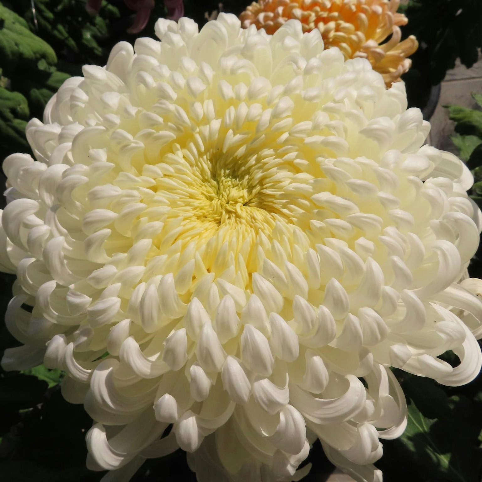 Gran flor de crisantemo blanco en plena floración