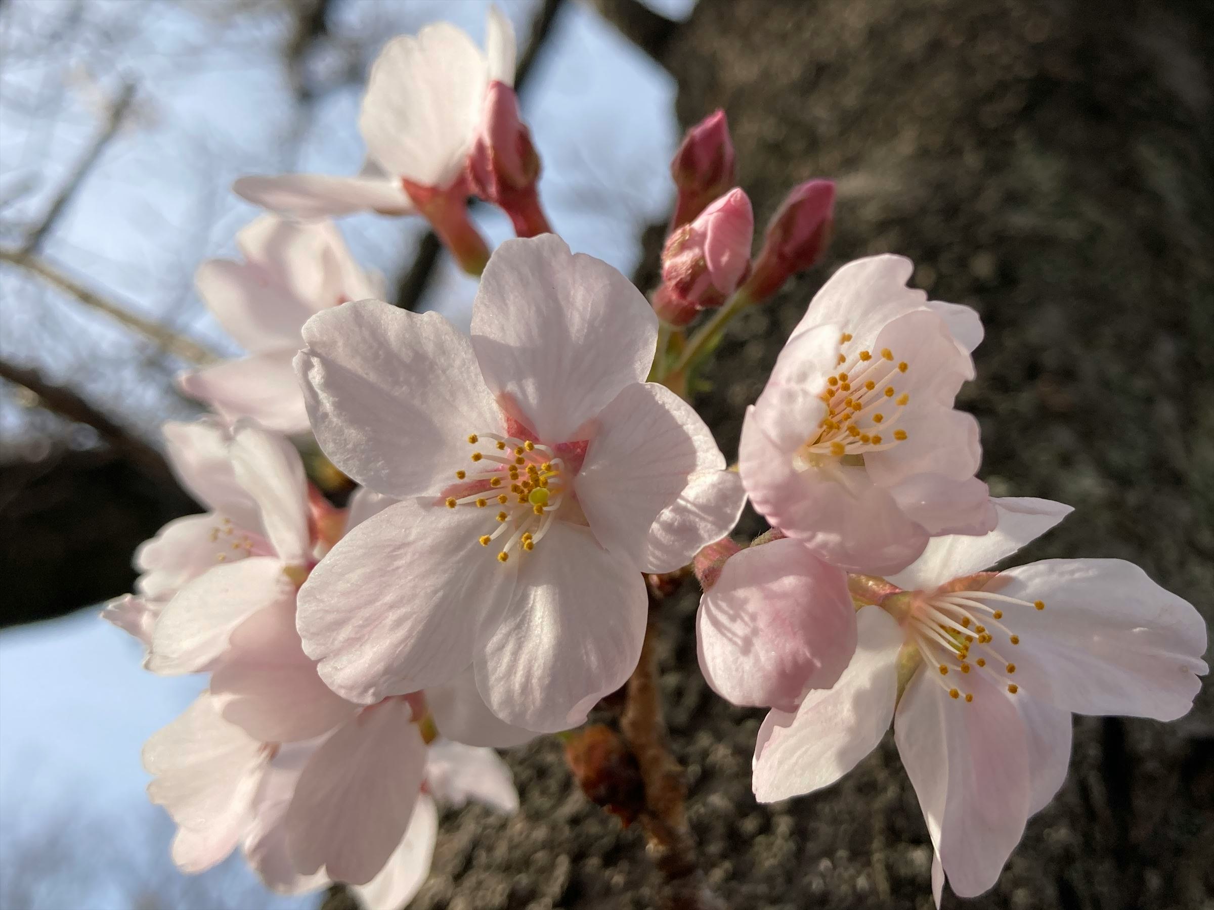 桜の花が枝に咲く春のアップ画像
