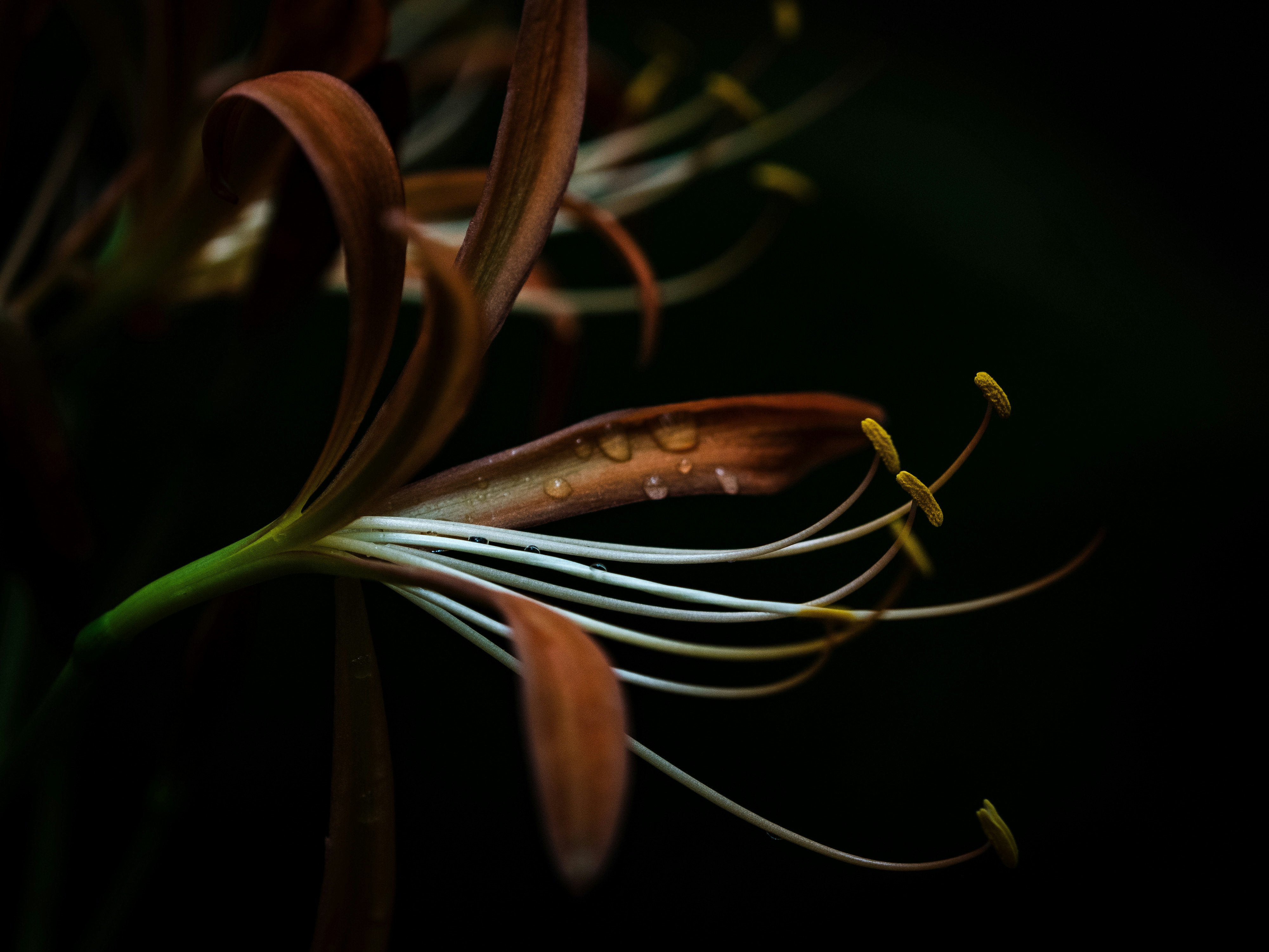 黒背景に浮かぶ細い花のつぼみと葉のある植物のクローズアップ