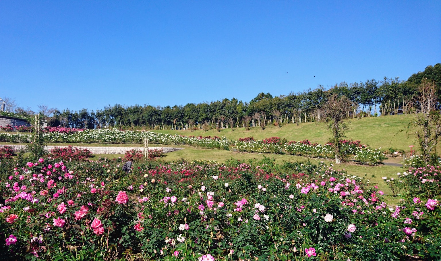 藍天下的玫瑰花園風景 五彩繽紛的玫瑰盛開