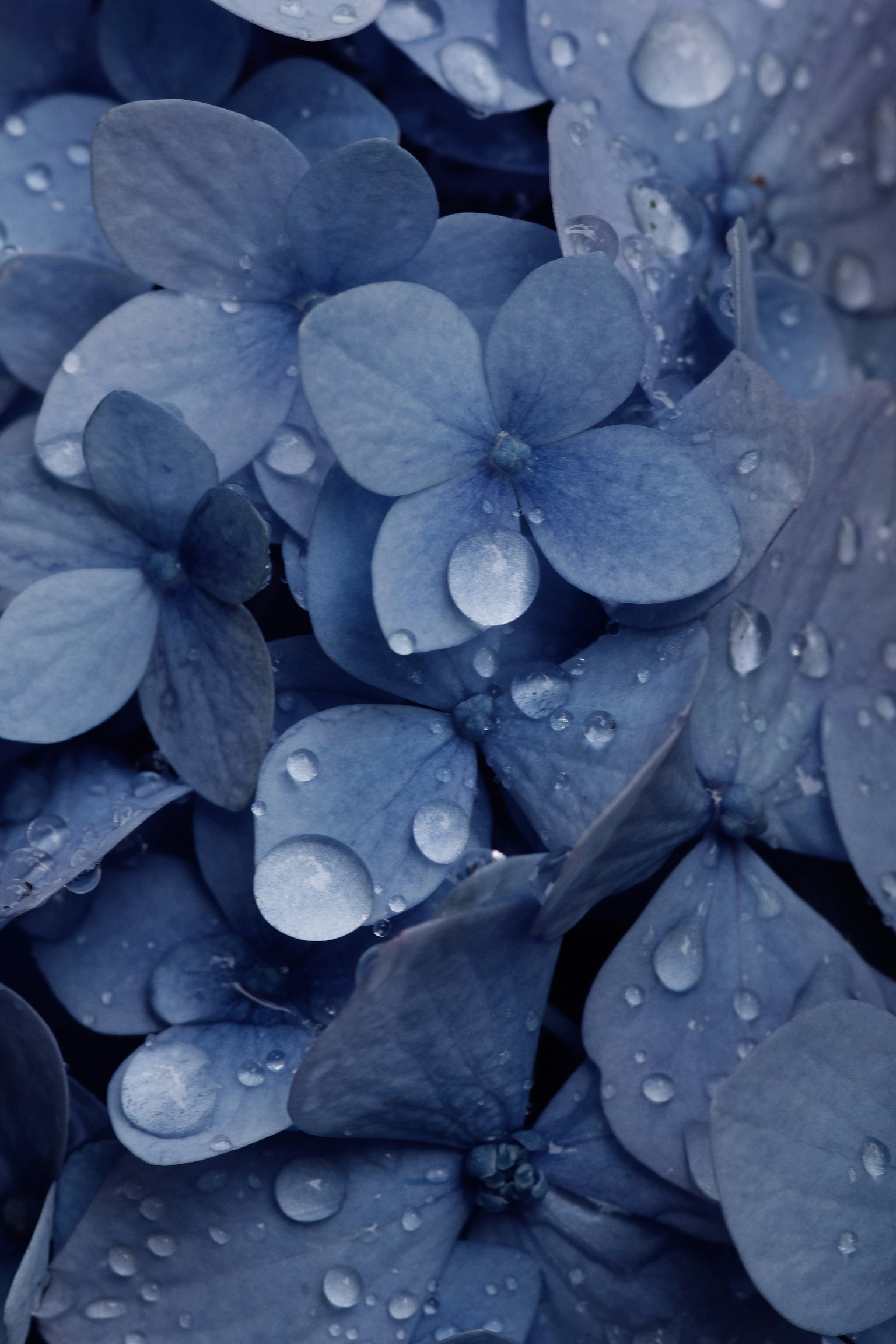 Close-up of blue flower petals with water droplets
