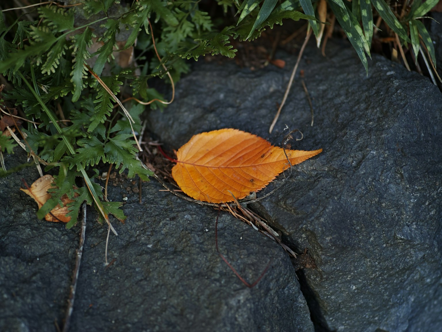 Ein orangefarbenes Blatt liegt auf einem Stein mit grünen Pflanzen im Hintergrund