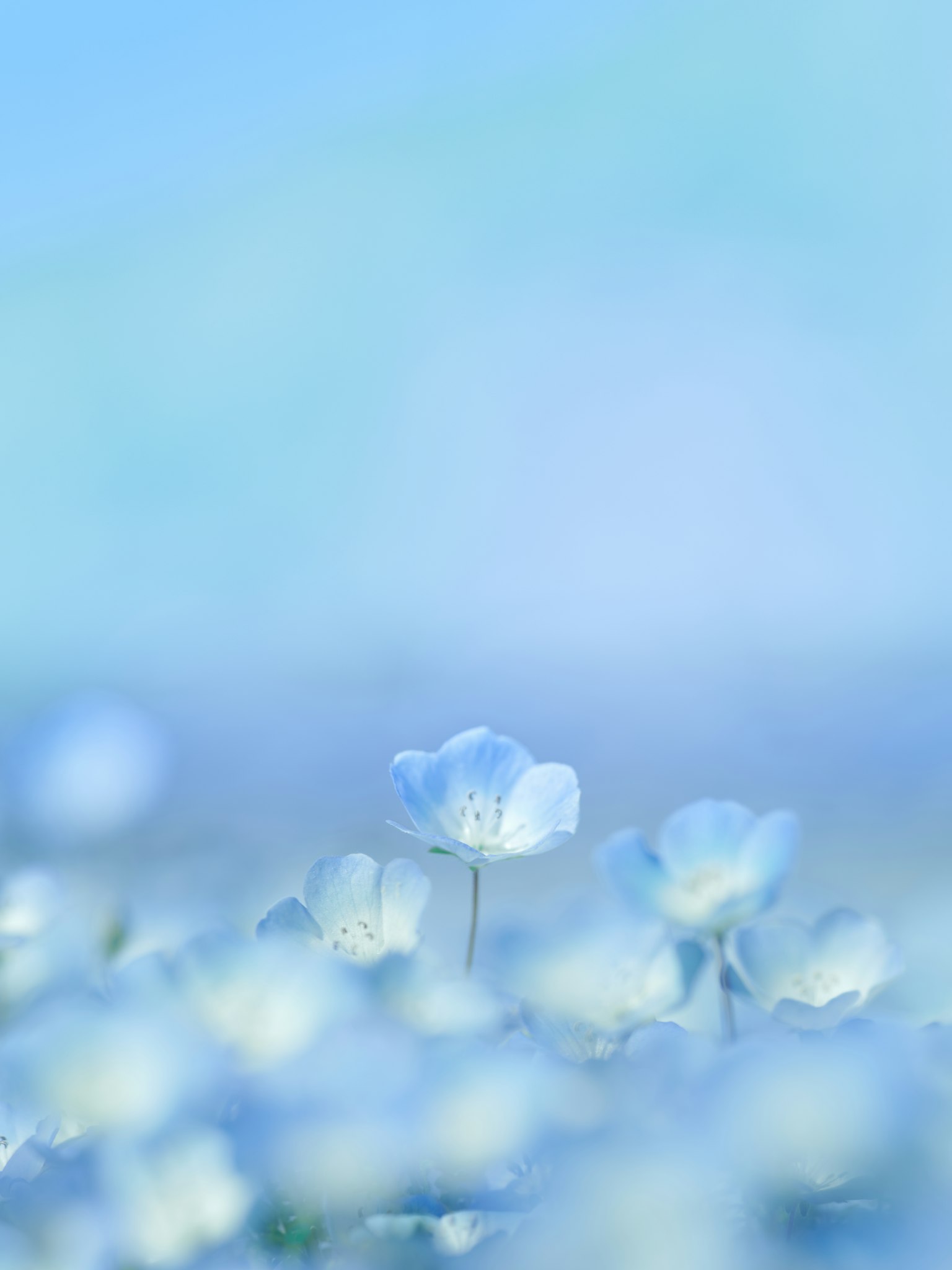 Soft landscape with white flowers blooming against a blue background