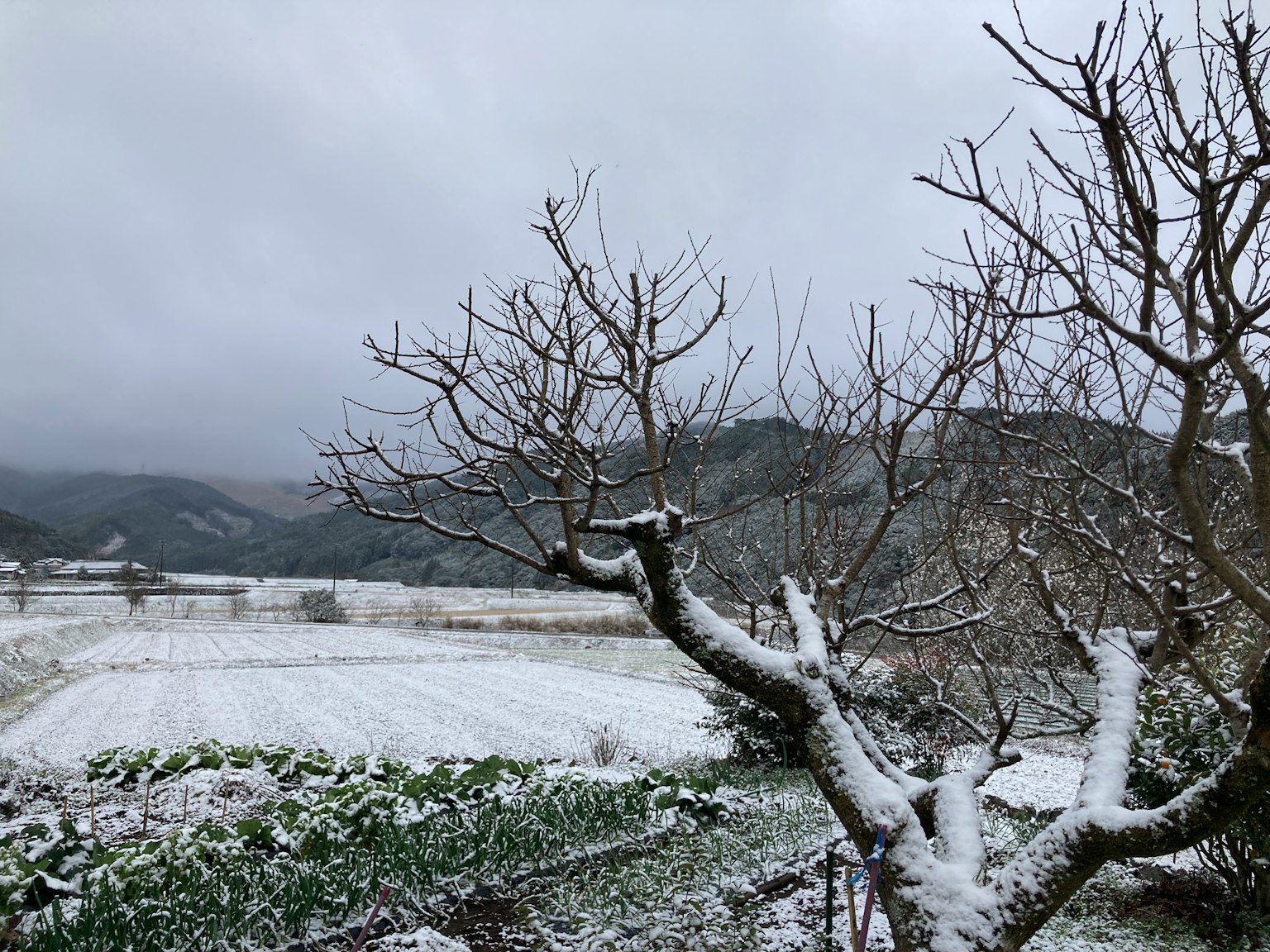 被雪覆蓋的風景和光禿的樹