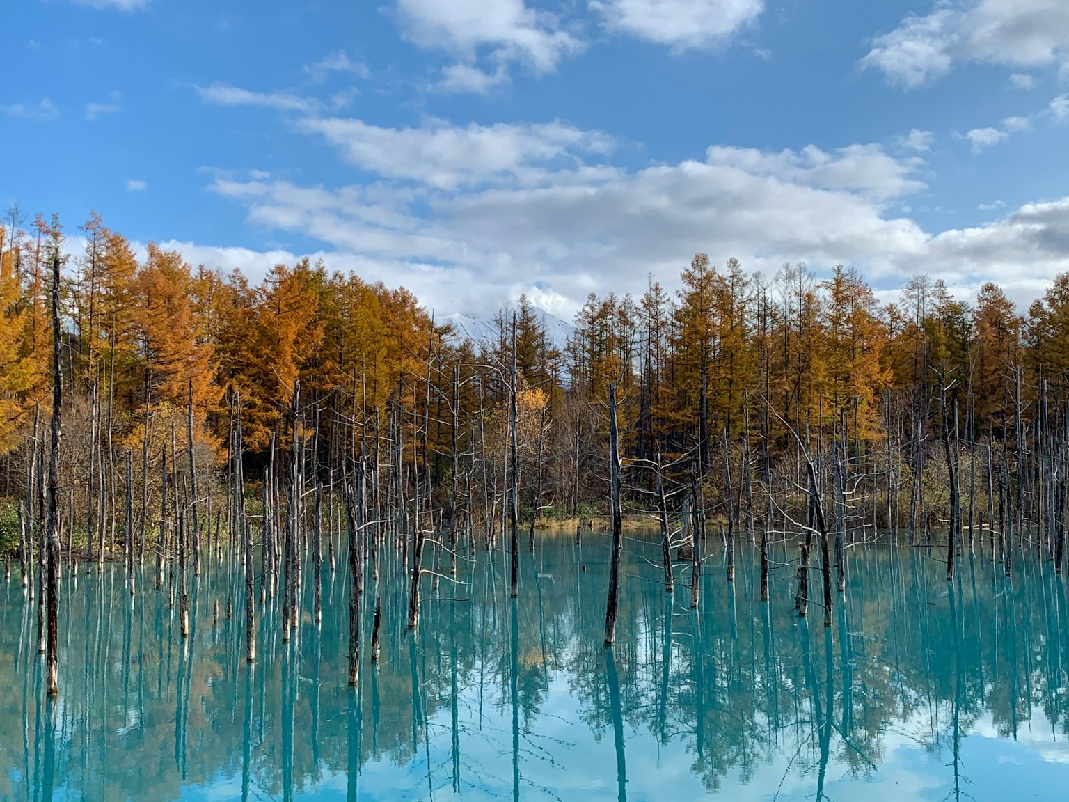 Alberi scheletrici riflessi in acqua turchese con fogliame autunnale