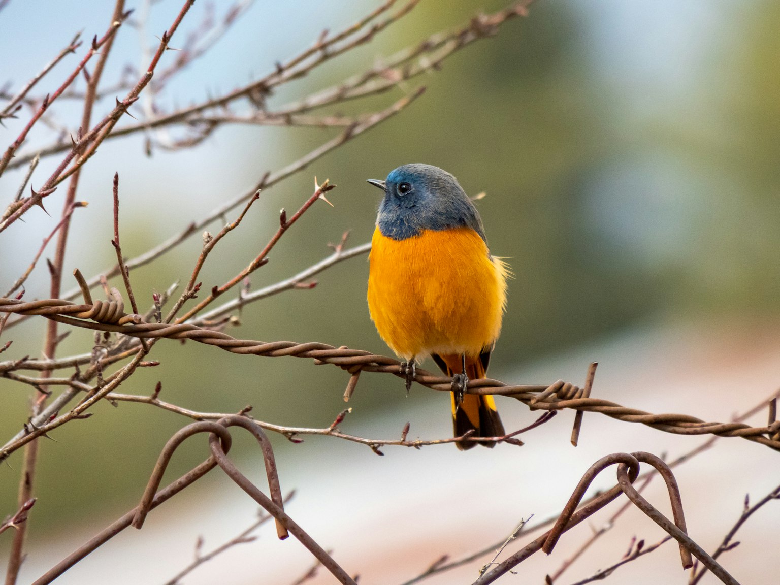 Ein kleiner Vogel mit blauer Kopf und orangefarbenen Federn, der auf einem Ast sitzt