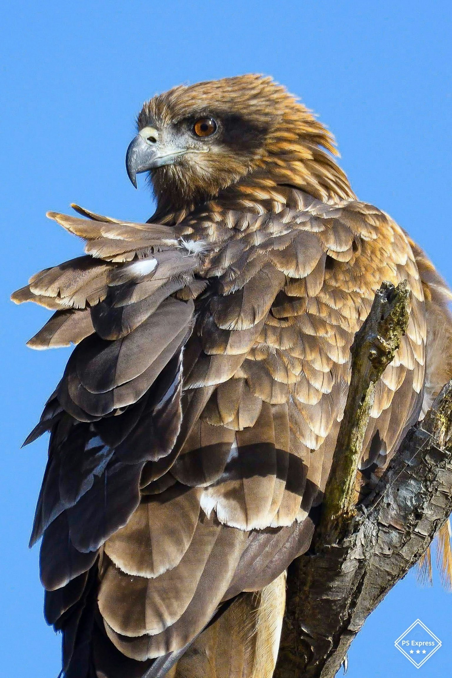 A hawk with brown feathers perched on a tree branch