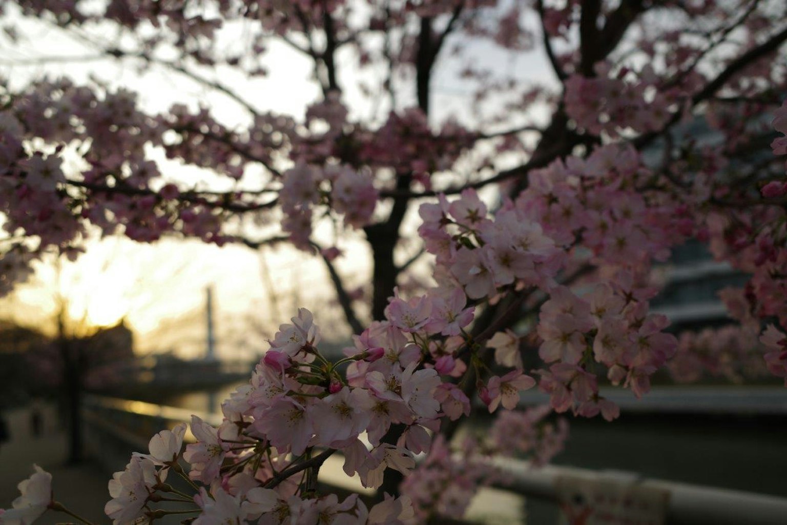 Fleurs de cerisier sur un arbre avec un fond de coucher de soleil