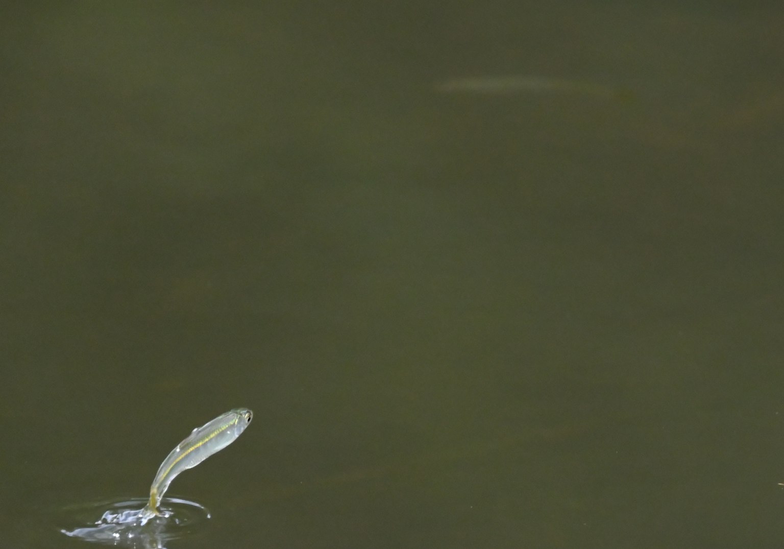 Un pez pequeño saltando fuera de la superficie del agua