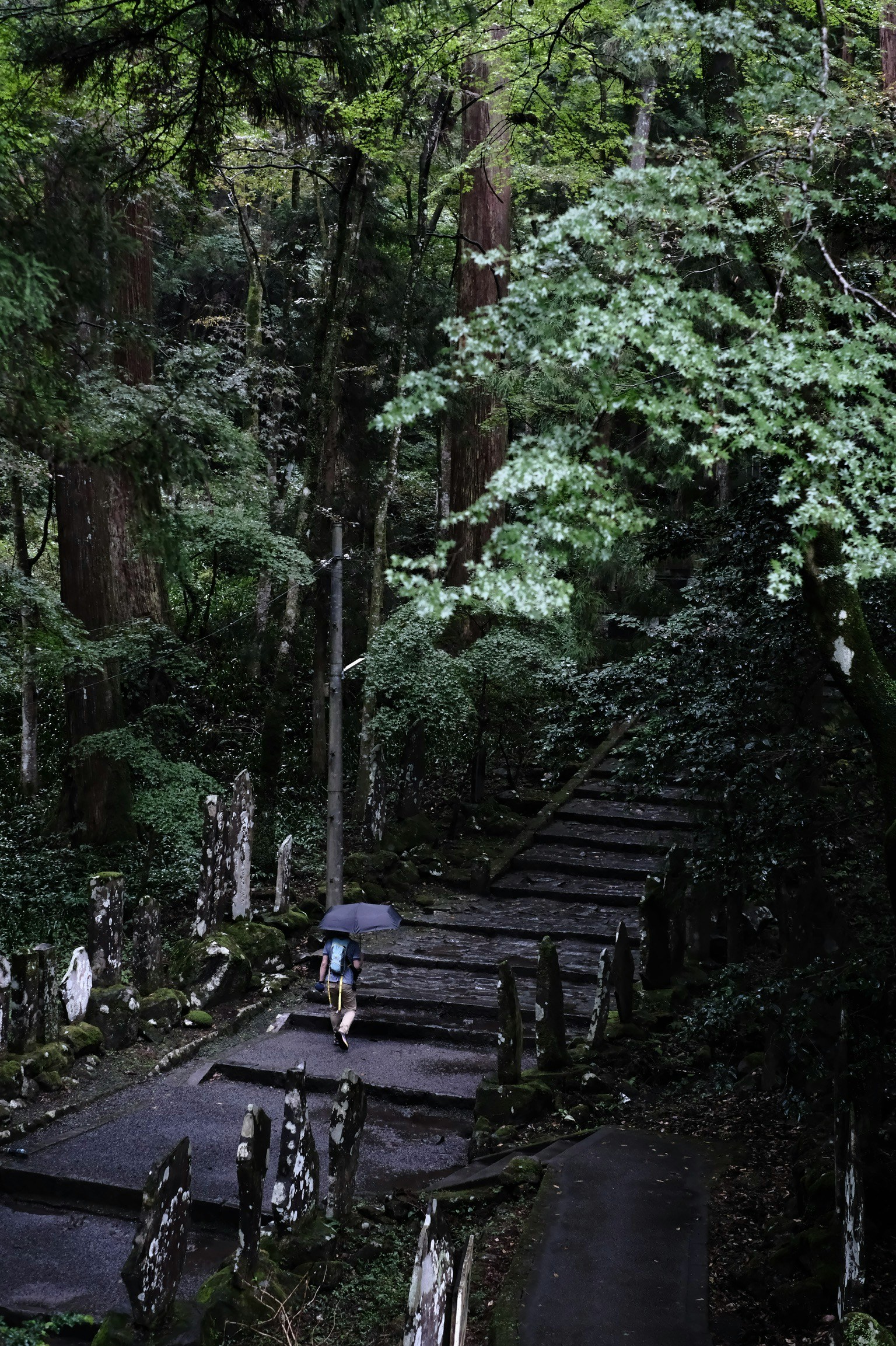A person walking up stone steps in a lush green forest