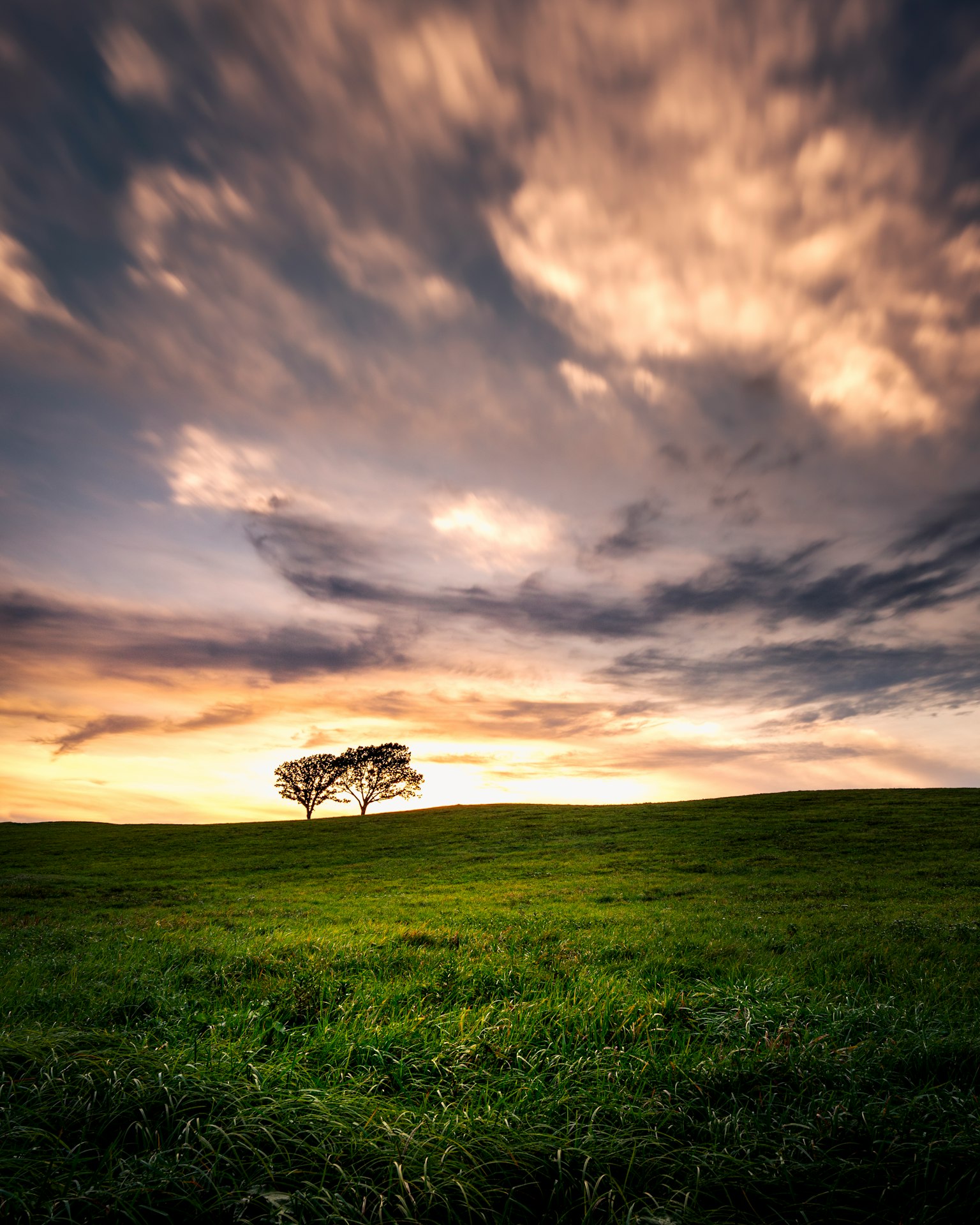 Ein einzelner Baum auf einer grünen Wiese unter einem wunderschönen Sonnenuntergangshimmel