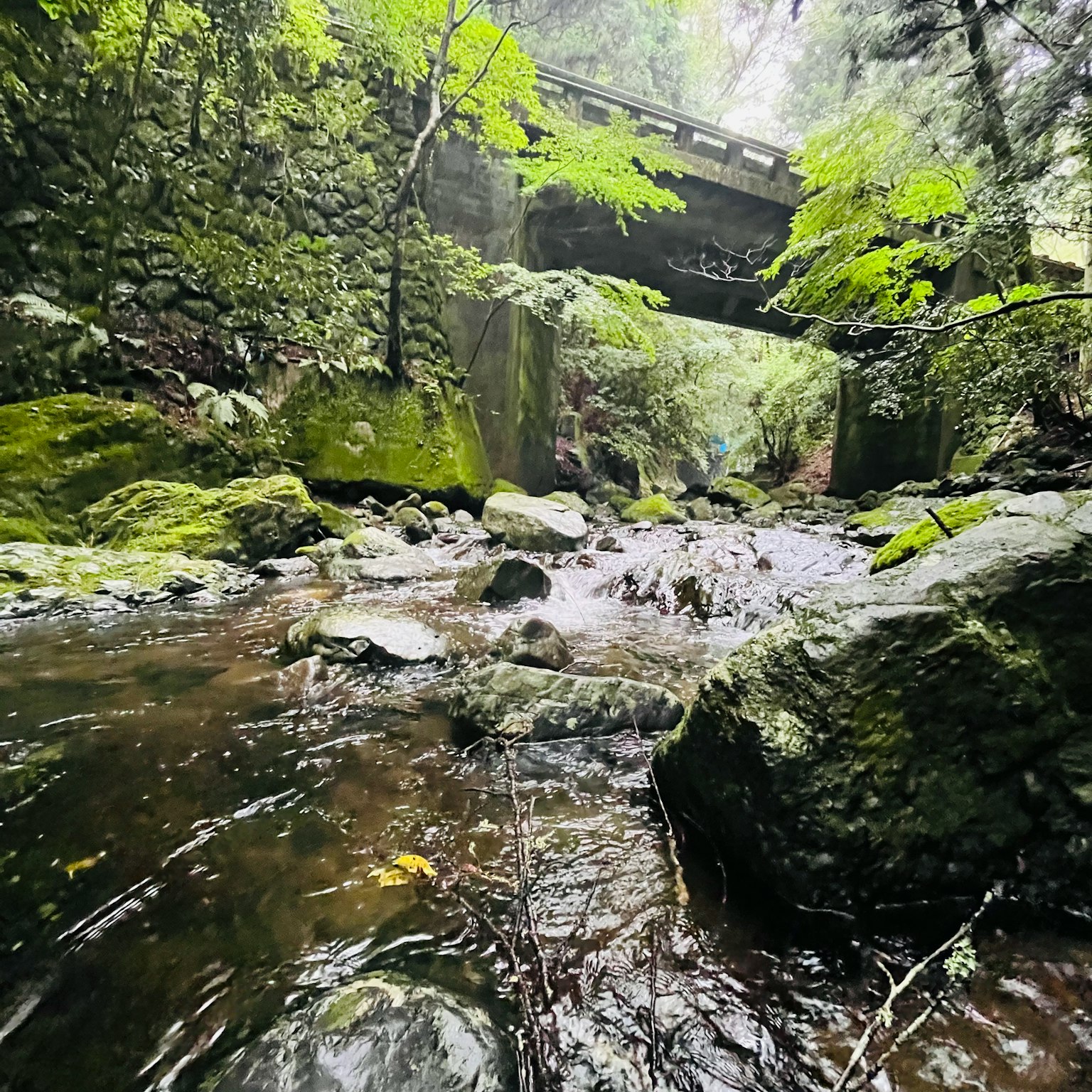 郁郁蔥蔥的河流景觀，橋樑橫跨水面，周圍有石頭