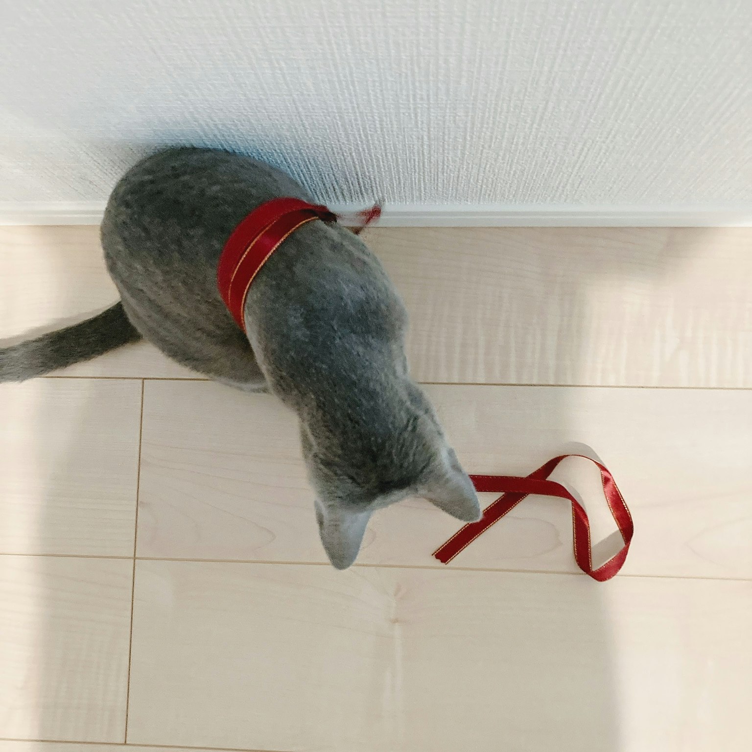 灰色的猫背上有红色丝带坐在木地板上
