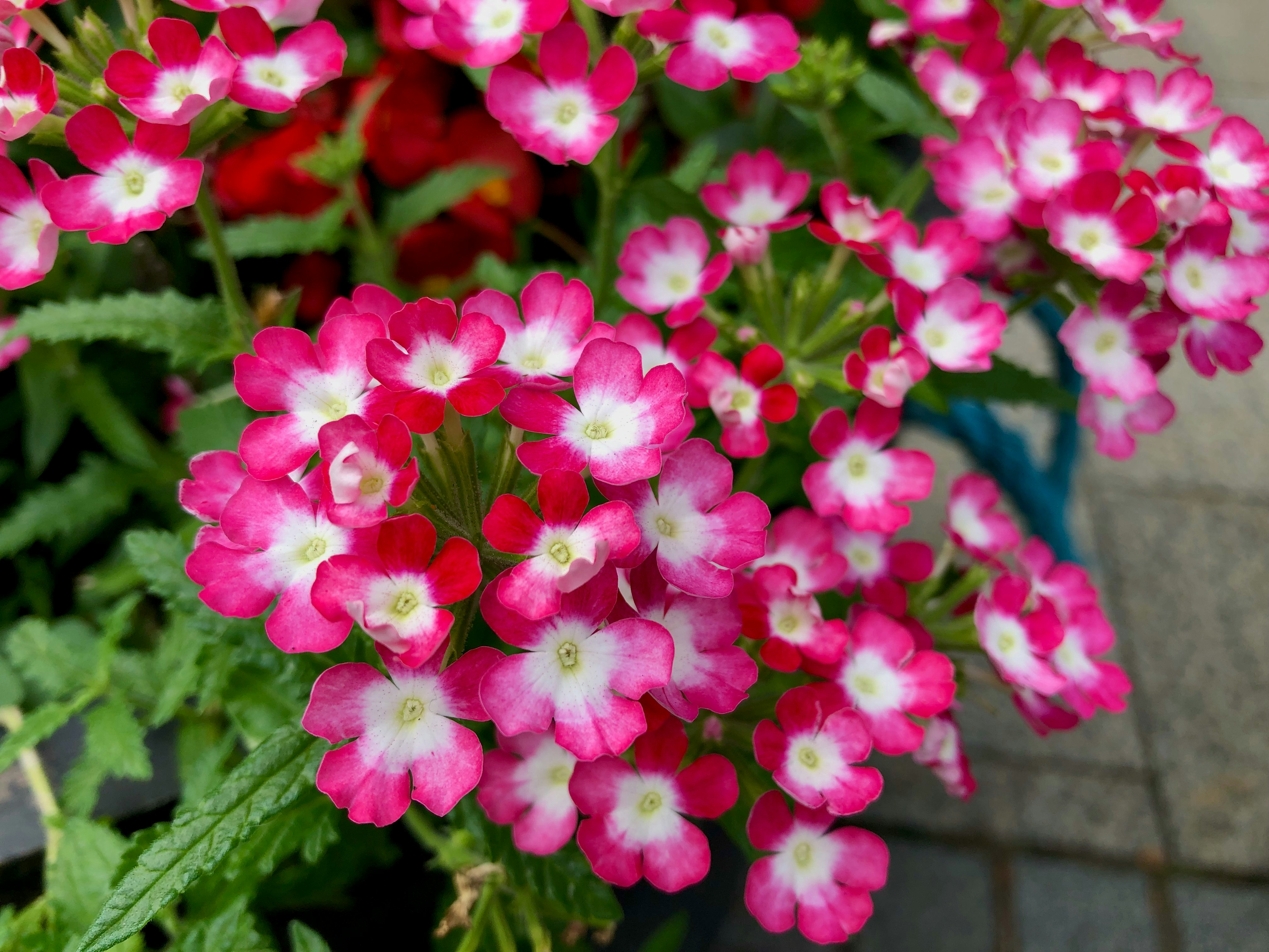 赤いバーベナの花壇の花のクローズアップ