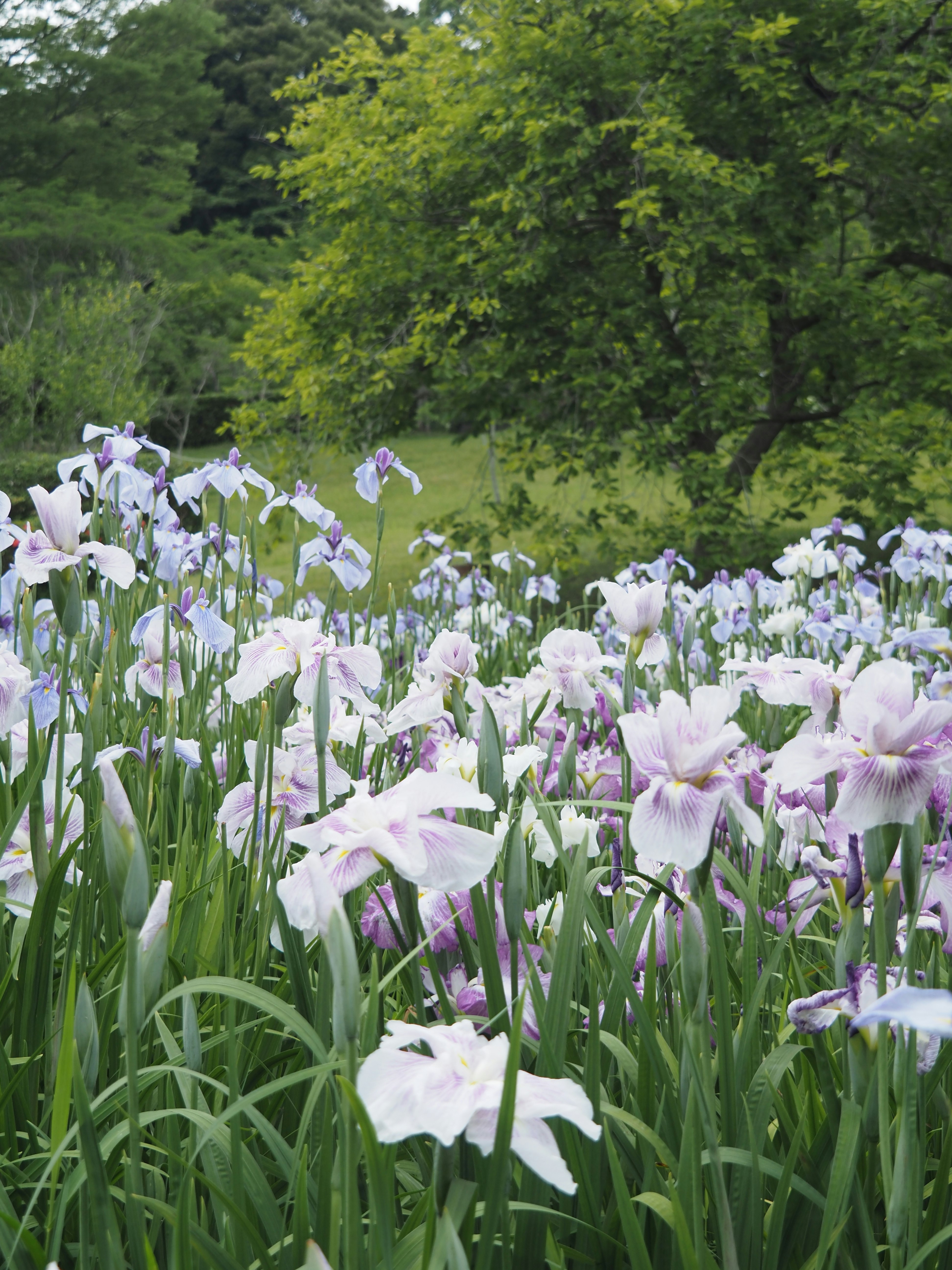 花菖蒲が咲く緑の庭園の風景