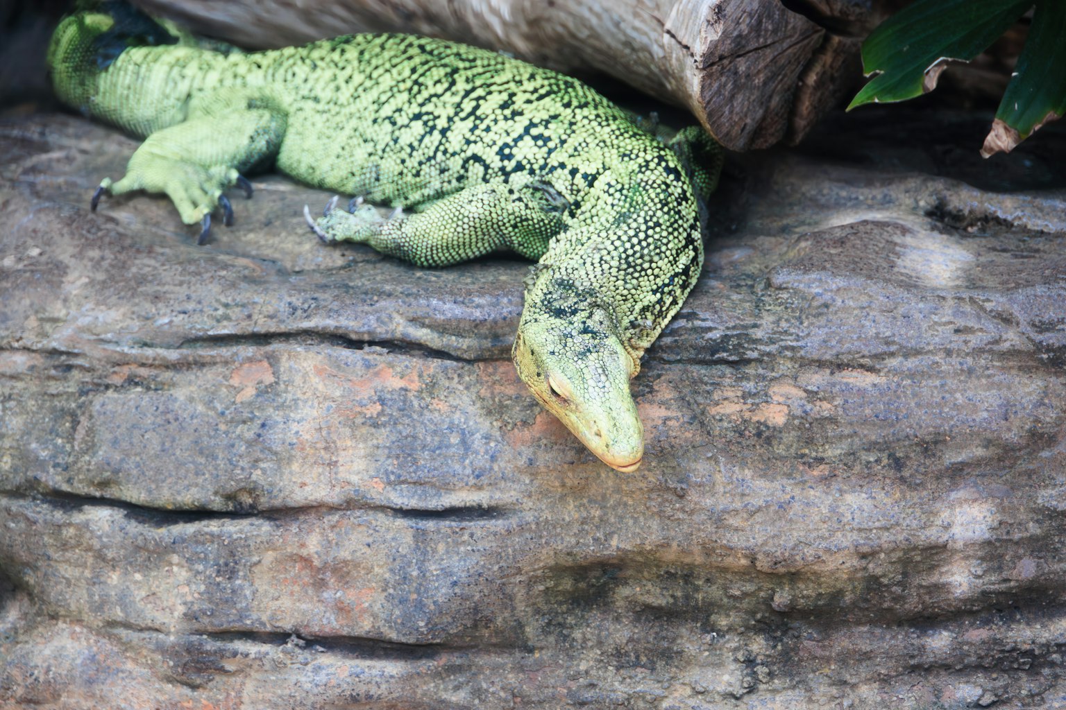 A green lizard resting on a rock
