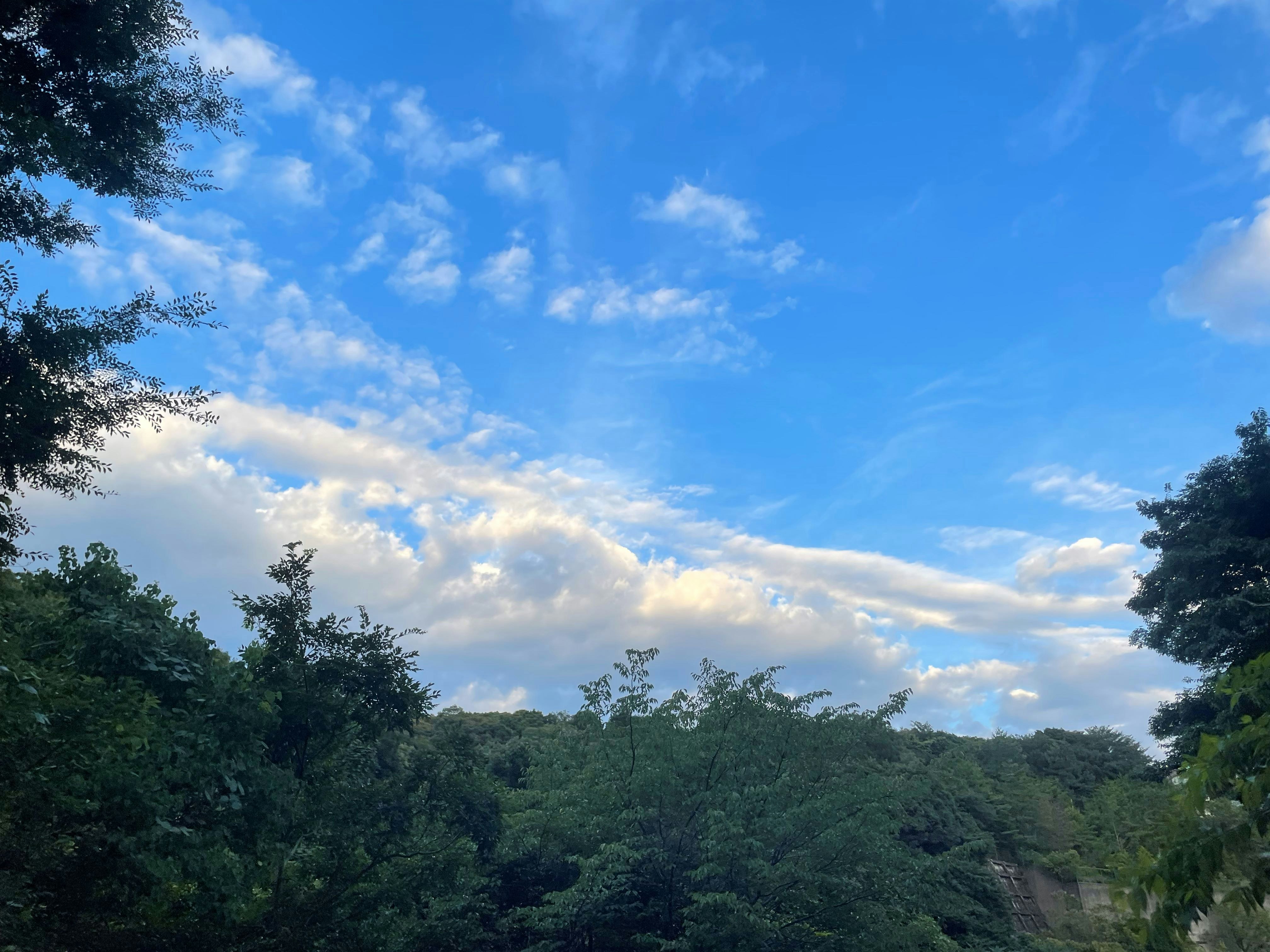 paesaggio di una foresta verde rigogliosa sotto un cielo blu estivo