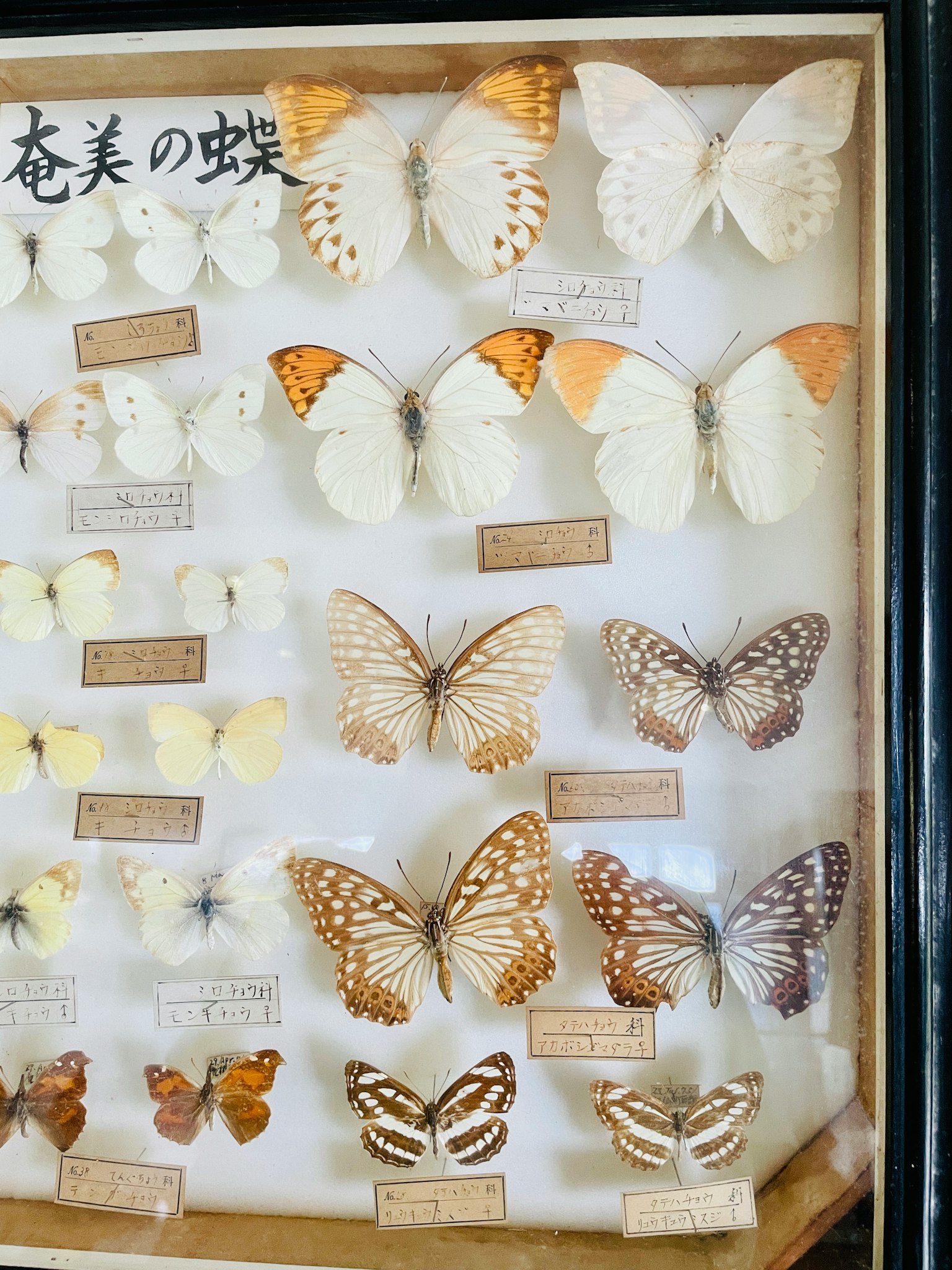 Vitrine présentant divers spécimens de papillons avec de magnifiques motifs et couleurs