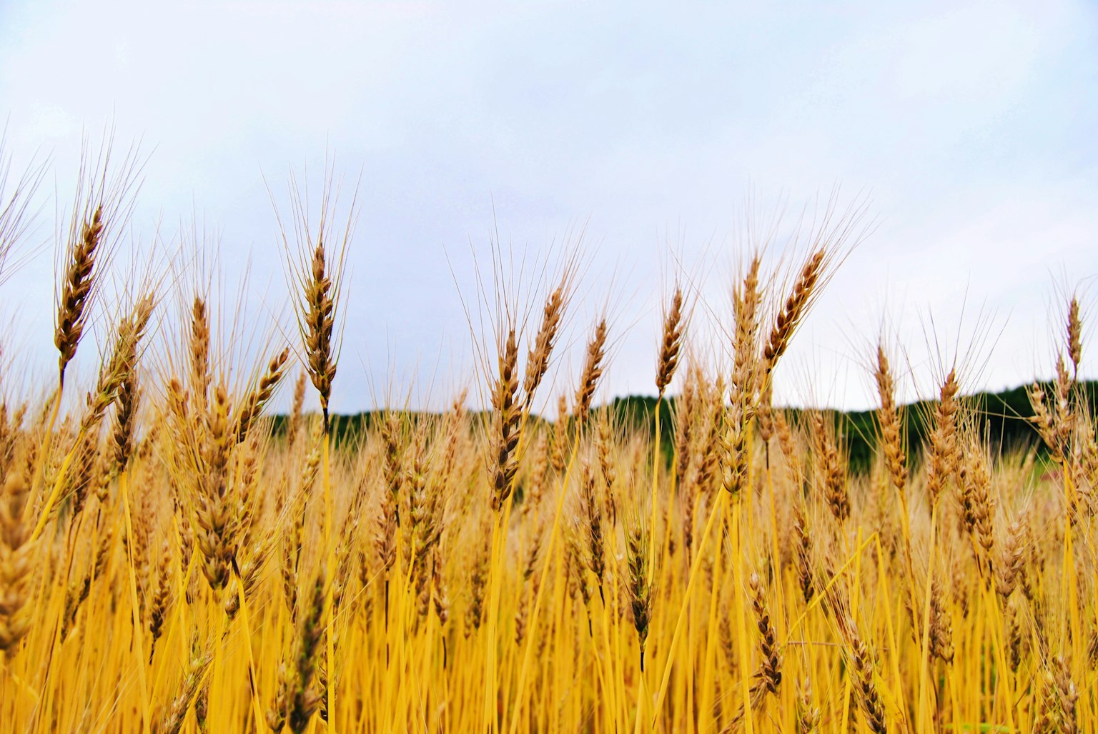Golden wheat field under a clear sky