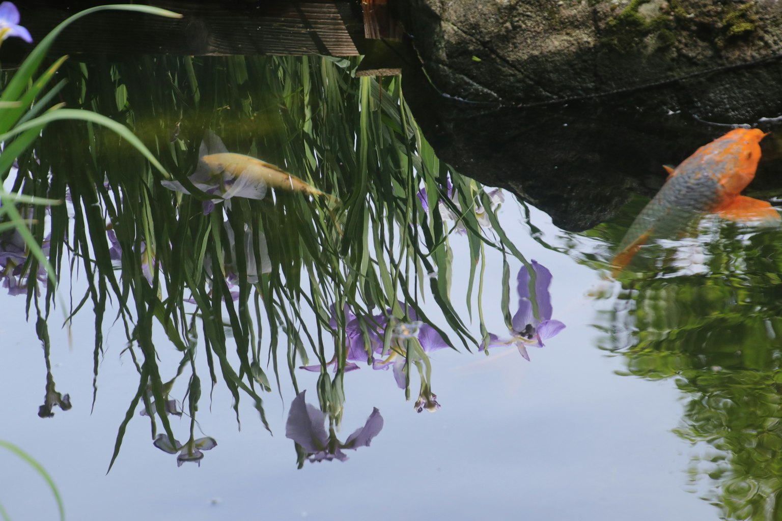 Refleksi rumput dan bunga di permukaan kolam dengan ikan yang berenang