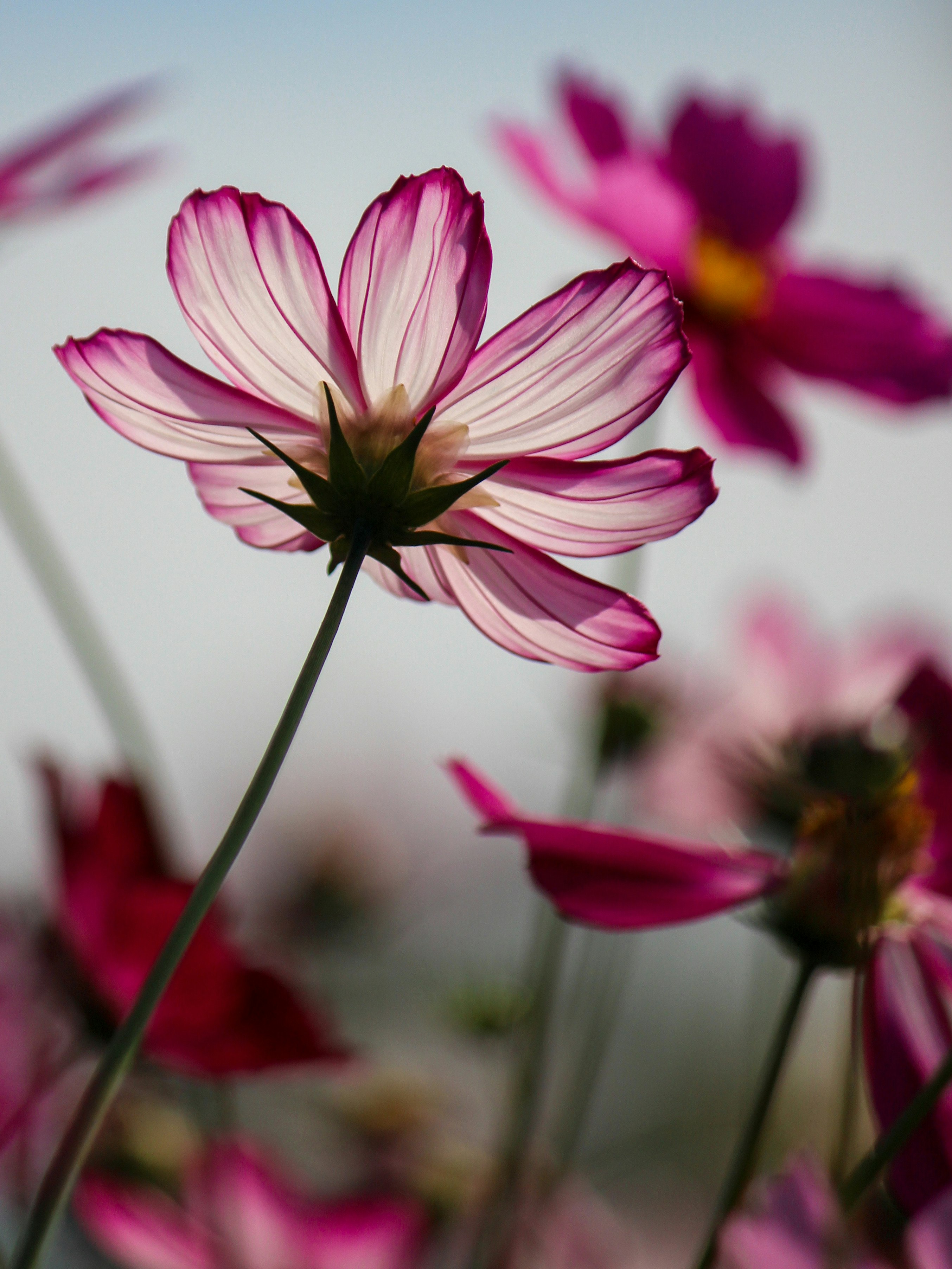 Backlit translucent pink cosmos petals