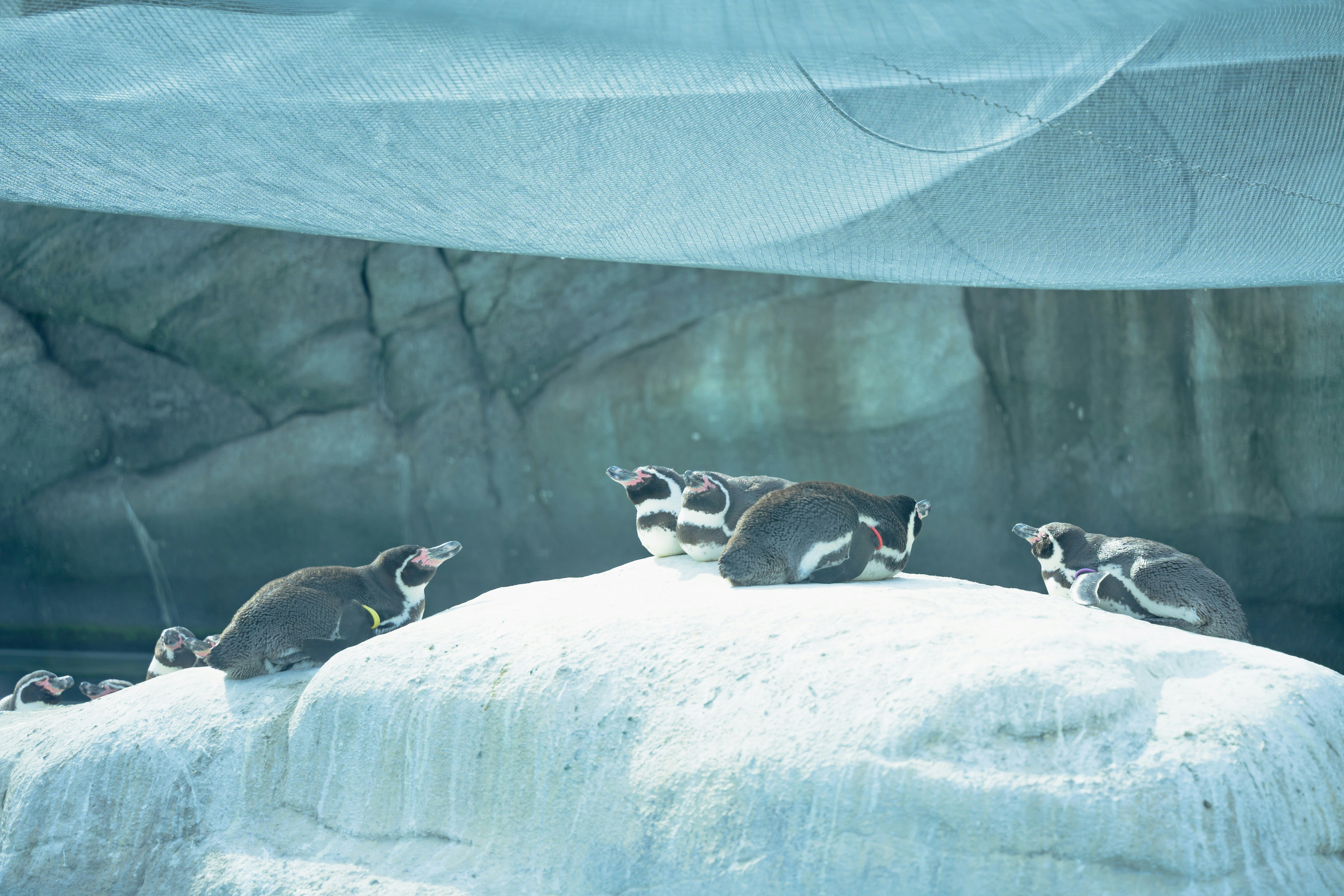 水族馆里聚在圆形垫子上的海豹