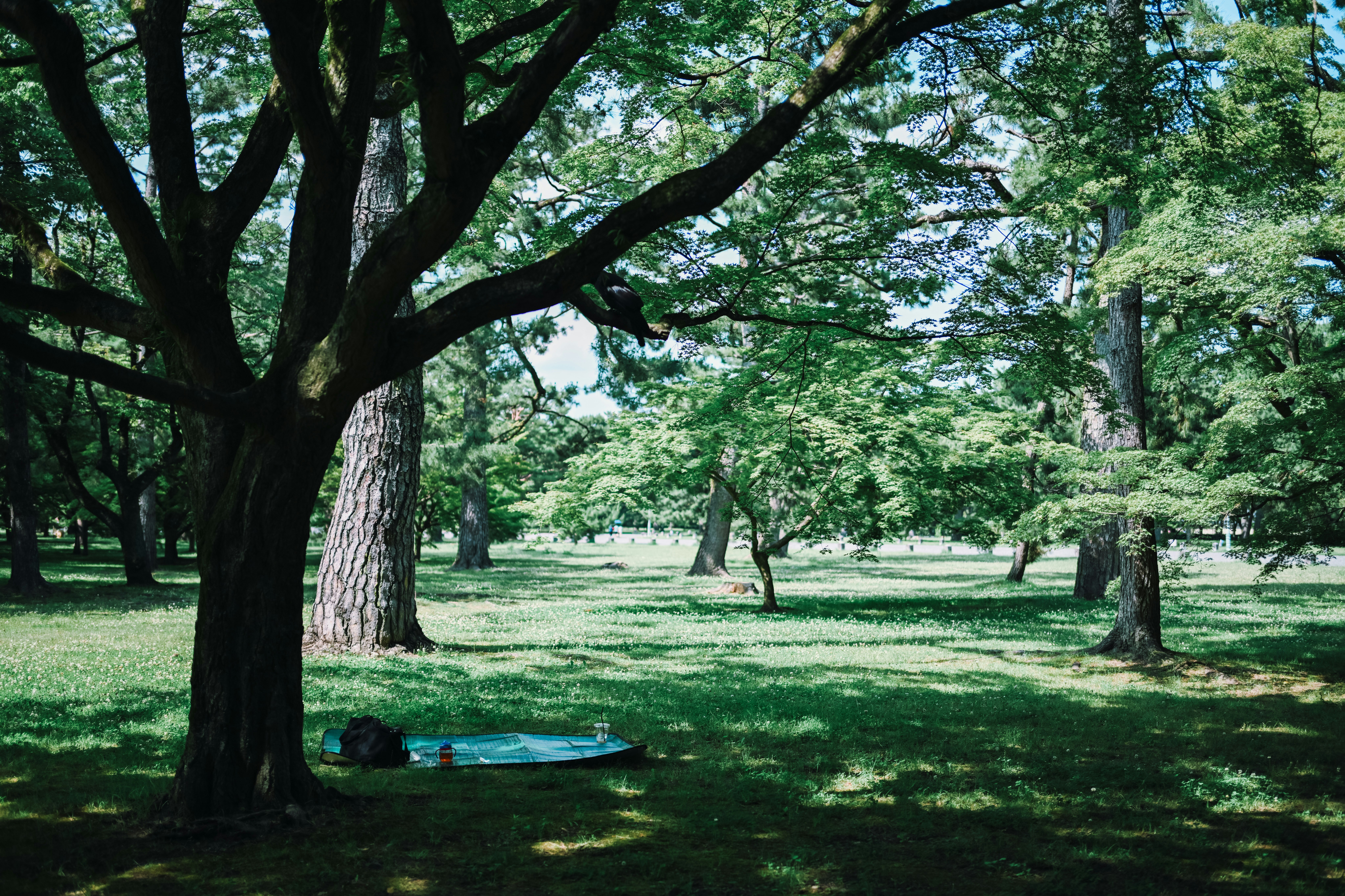 樹木環繞的公園草地上鋪著藍色毯子