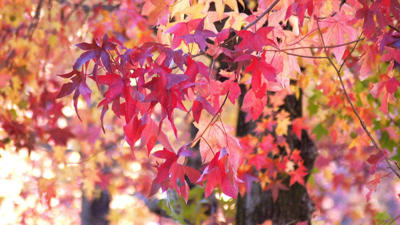 Lebendige Herbstblätter in Rot- und Orangetönen