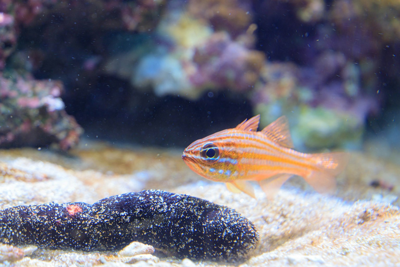 A small fish with orange stripes swimming over sand in an underwater scene
