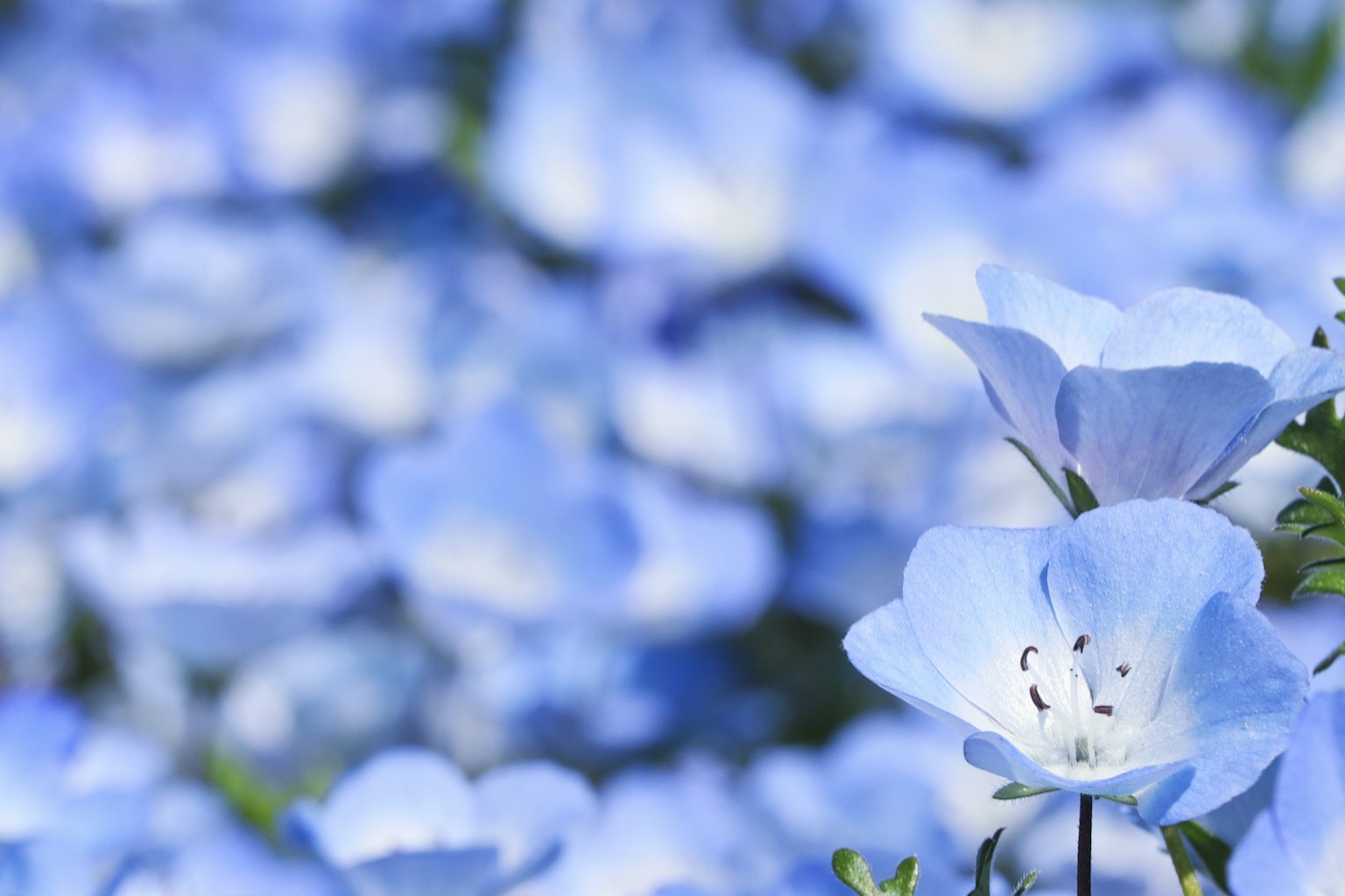 Close-up of blue flowers in a vibrant field