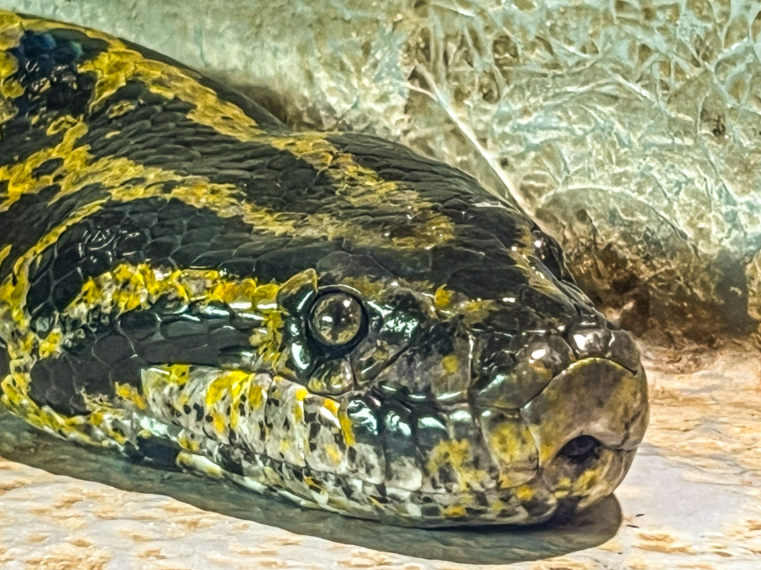 Primo piano della testa di un serpente con bellissimi motivi e grandi occhi distintivi