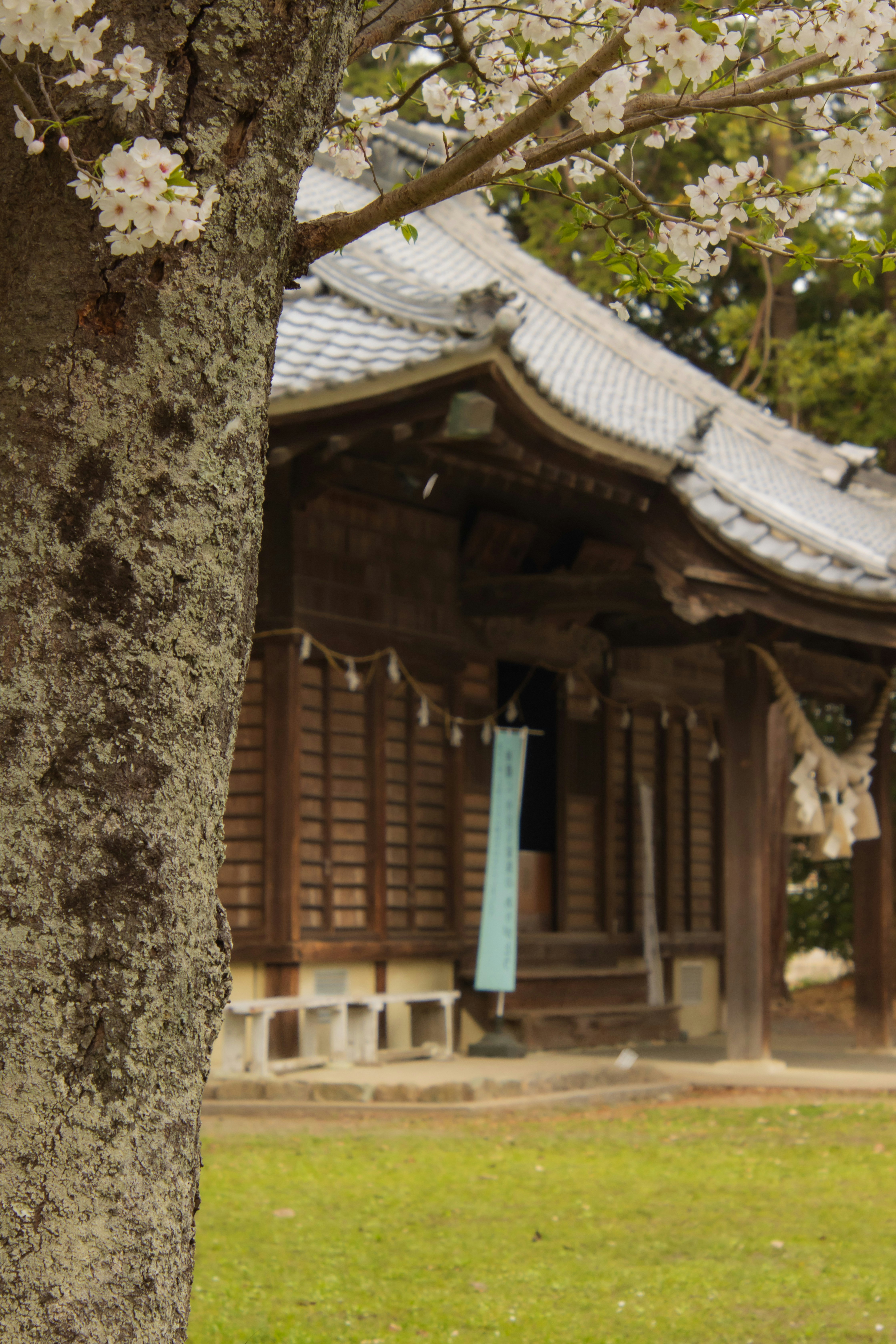 木の幹の前に佇む寺院の堂宇
