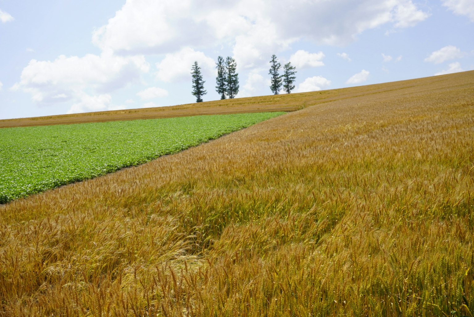 Landscape with green field and golden grain field trees in the distance