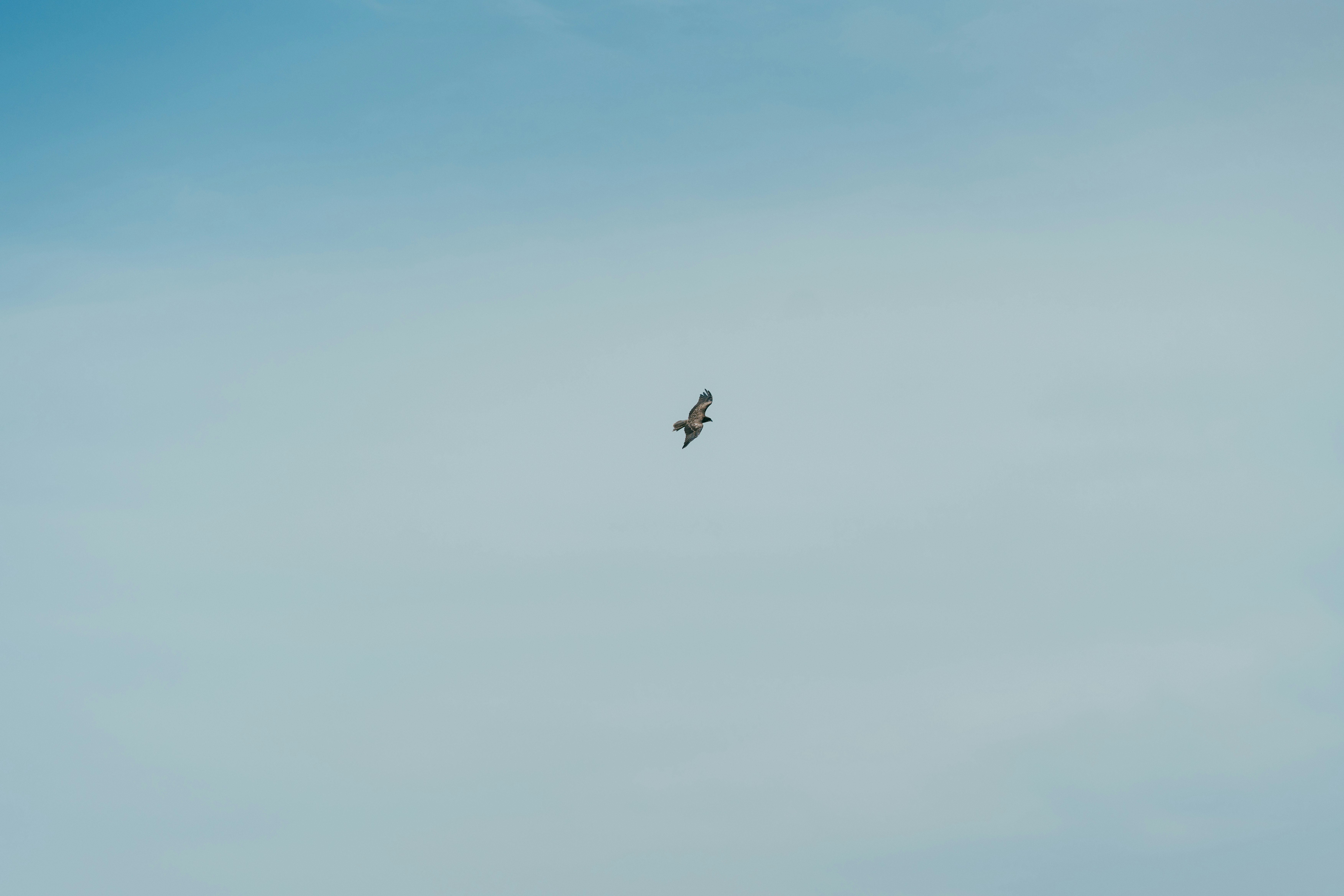 青空の下を飛ぶ鳥