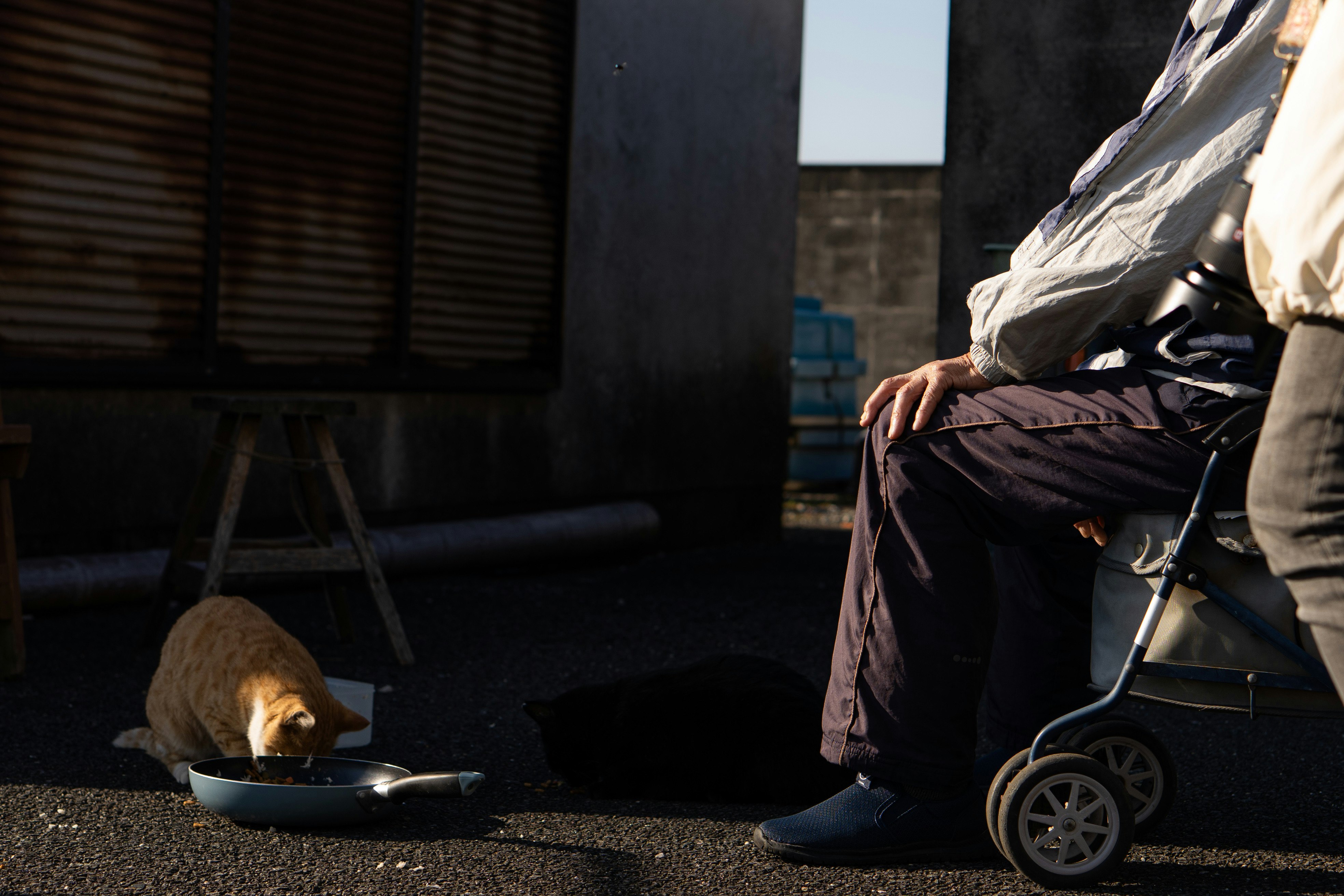 ベビーカーのそばでフライパンから食べる犬