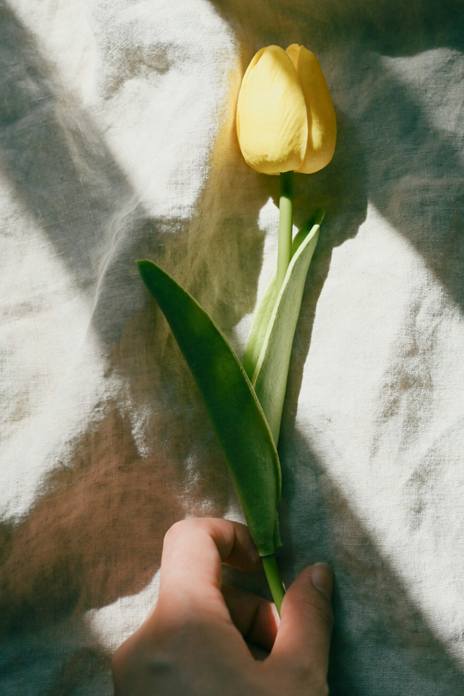 Primer plano de una mano sosteniendo un tulipán amarillo con hojas verdes