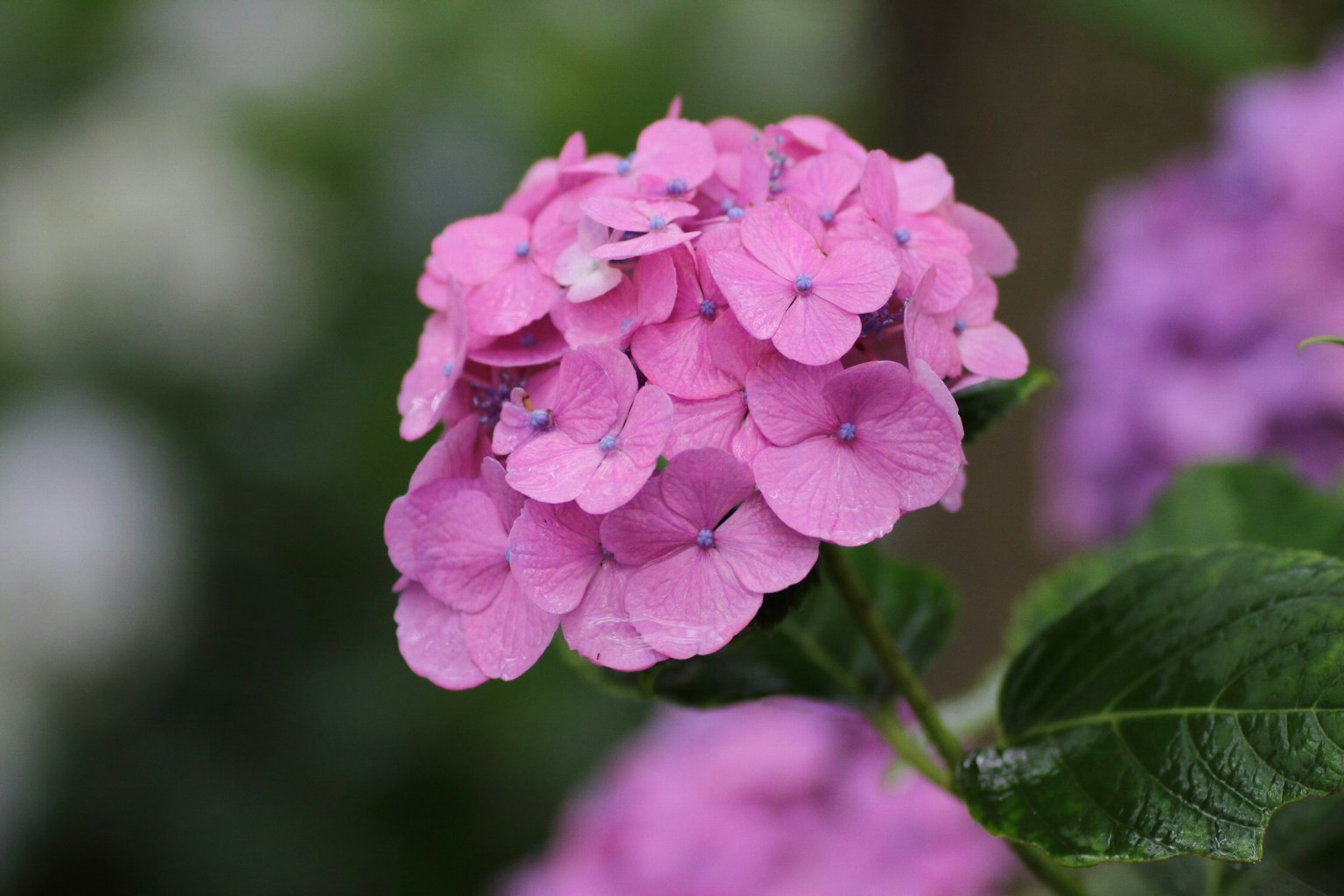ดอกไฮเดรนเยียสีชมพูสดใสเบ่งบานอยู่ท่ามกลางใบไม้สีเขียว