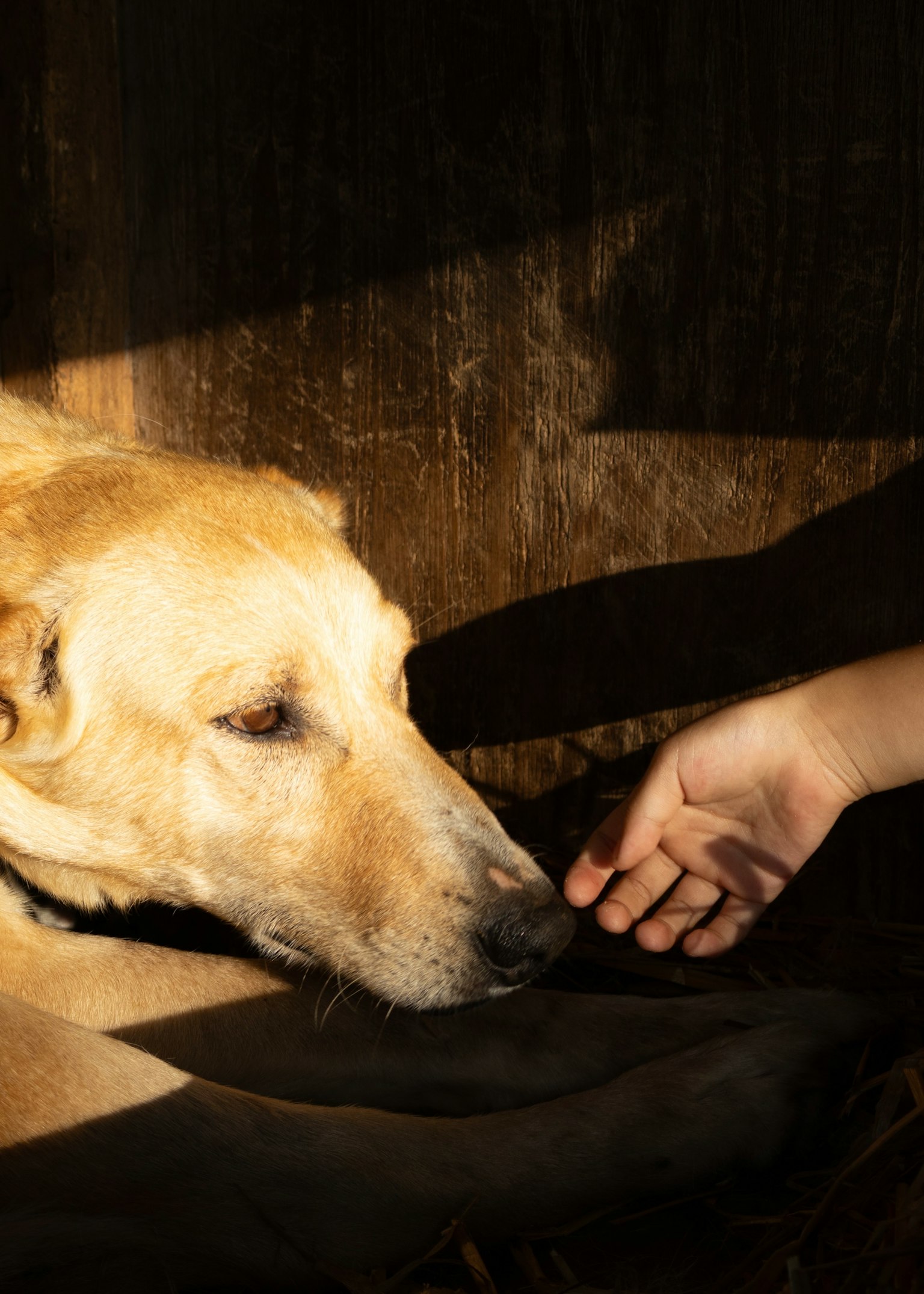 ช่วงเวลาที่อบอุ่นระหว่างสุนัขและมือมนุษย์