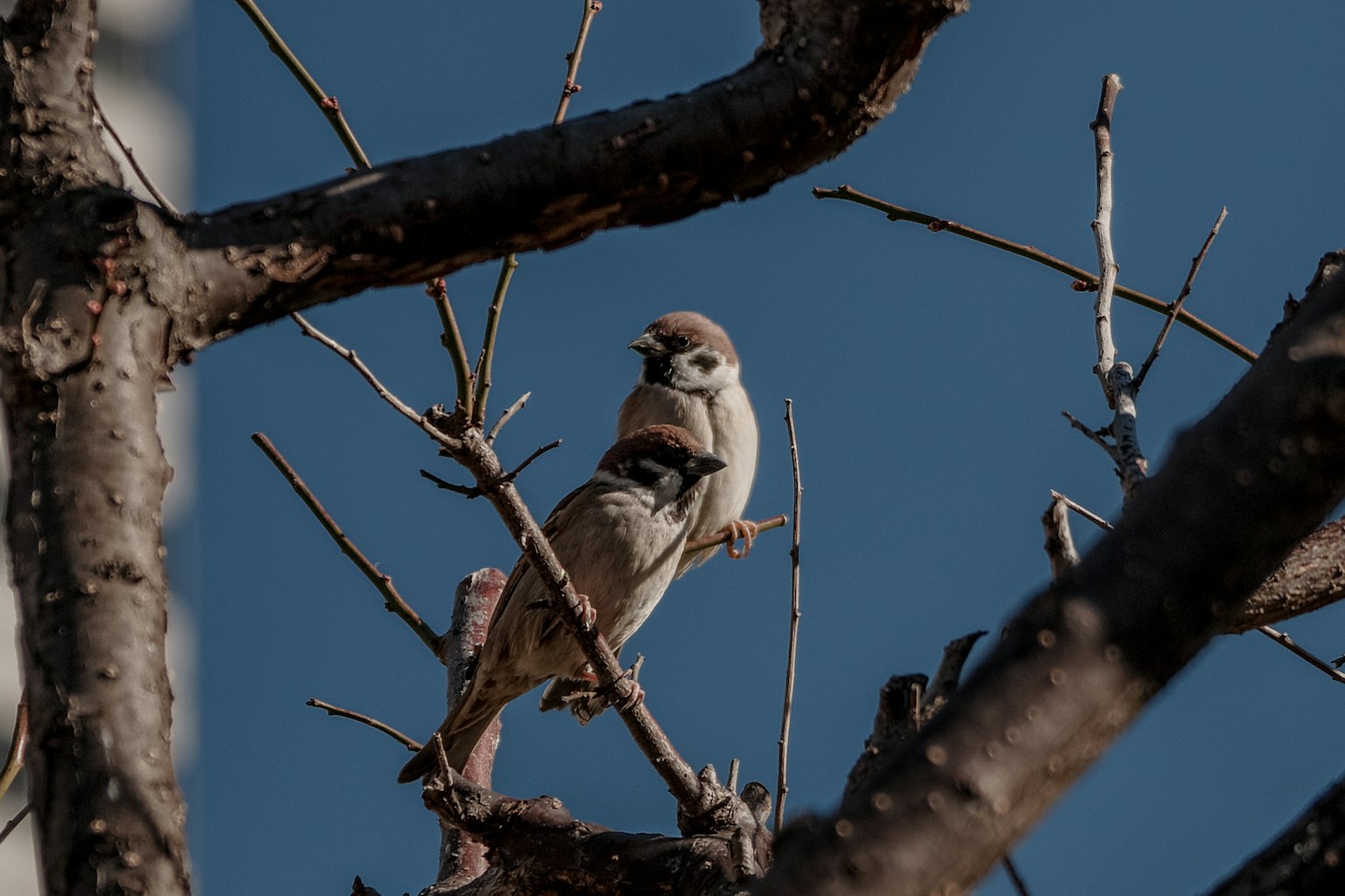 Sparrow perched on a branch against a blue sky