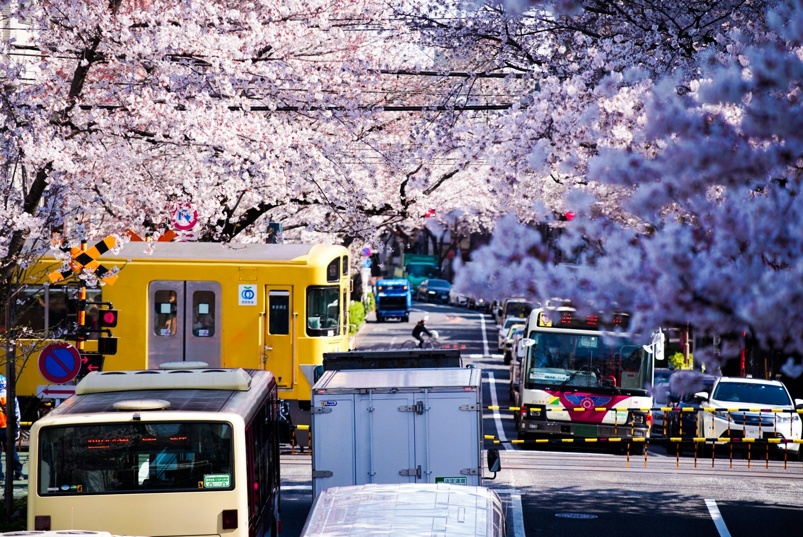 桜並木の下を走る電車と車のあるにぎやかな通り