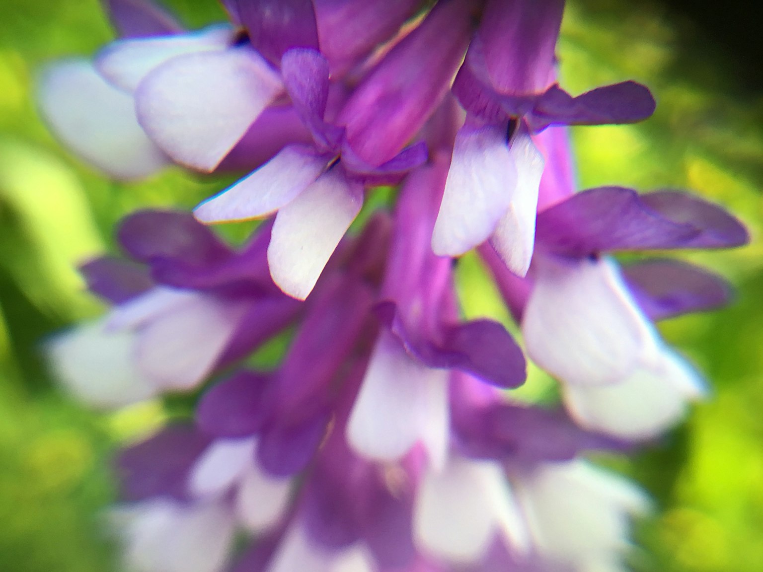 Close-up bunga cantik dengan kelopak ungu dan putih