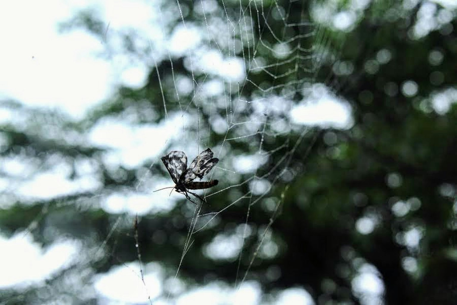 Un ragno nella sua ragnatela con uno sfondo verde sfocato di alberi