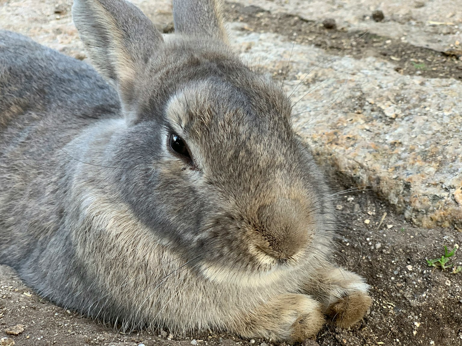Gray rabbit lying on the ground