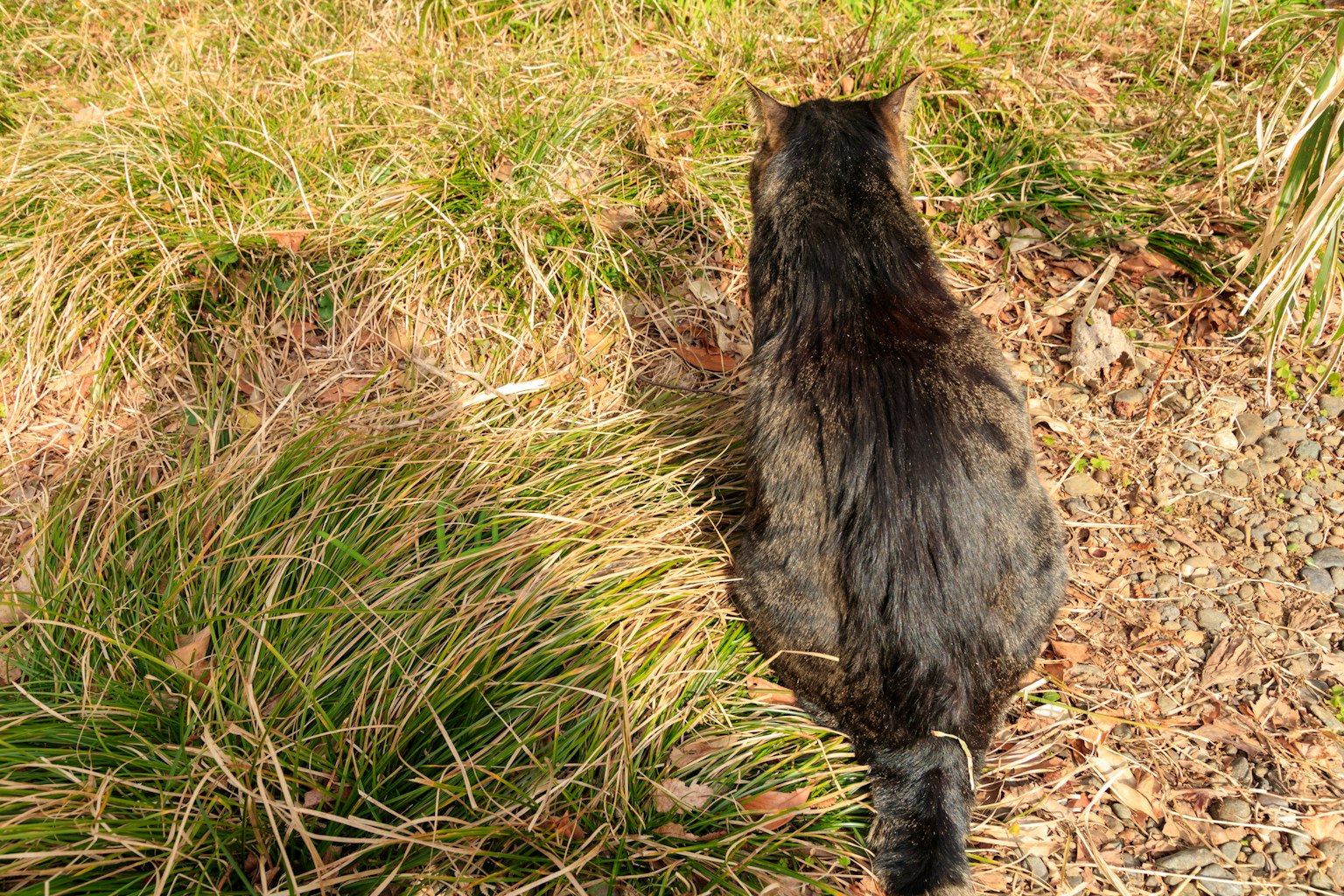 Kucing berjalan melalui rumput tinggi dari belakang