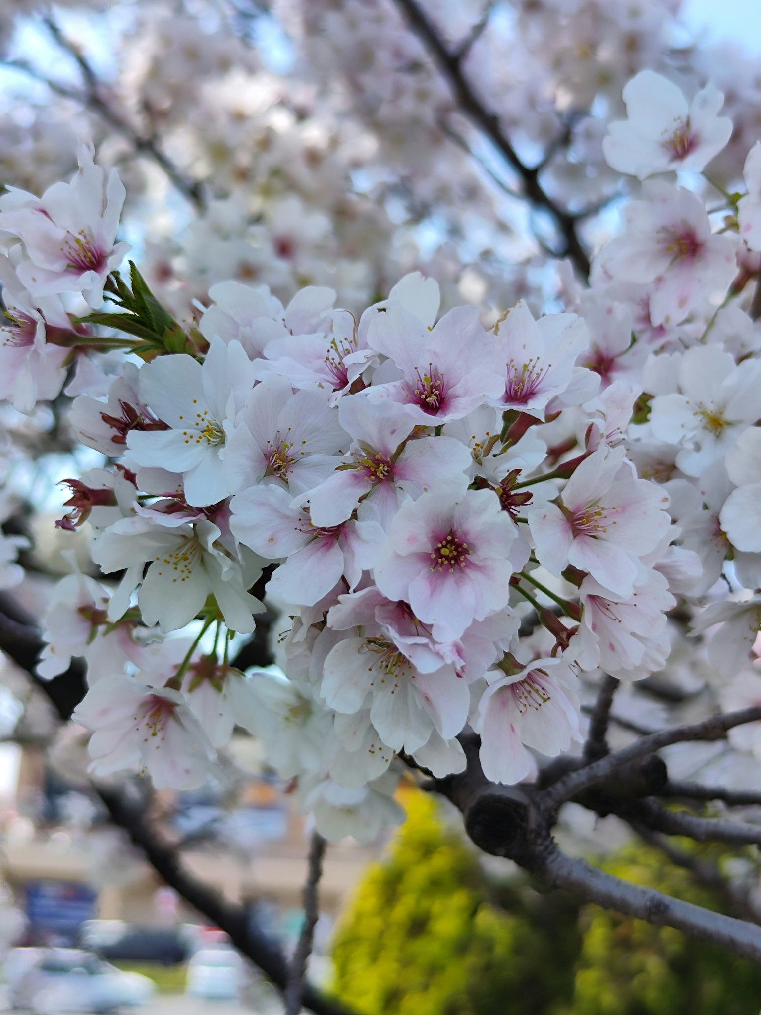 Primo piano di fiori di ciliegio in piena fioritura