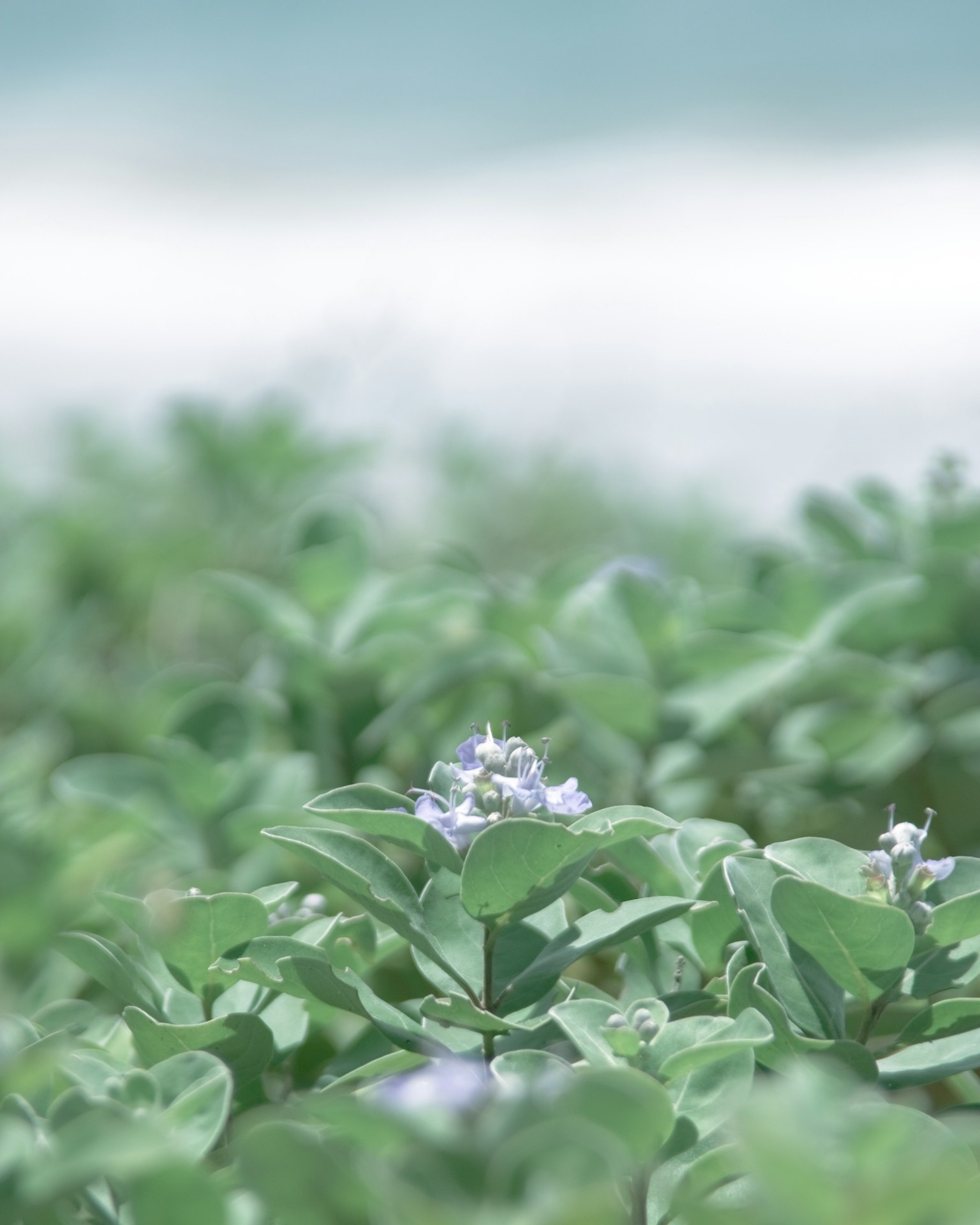 Foglie verdi con fiori viola sullo sfondo di un oceano blu