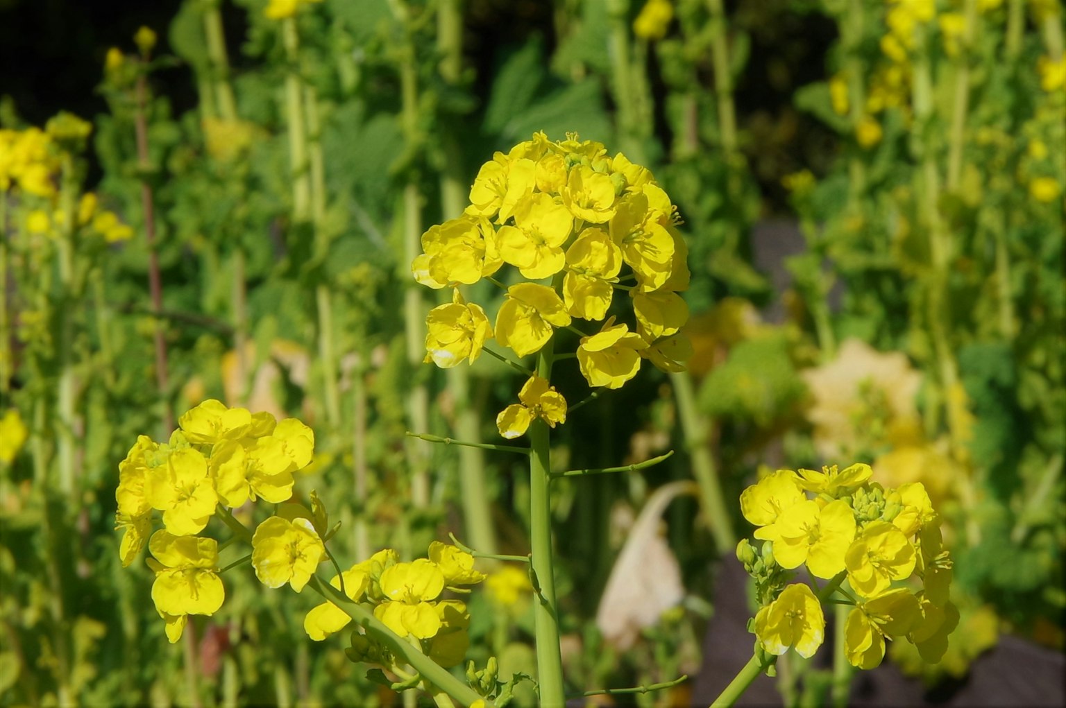 Foto close-up tanaman berbunga kuning dengan bunga cerah