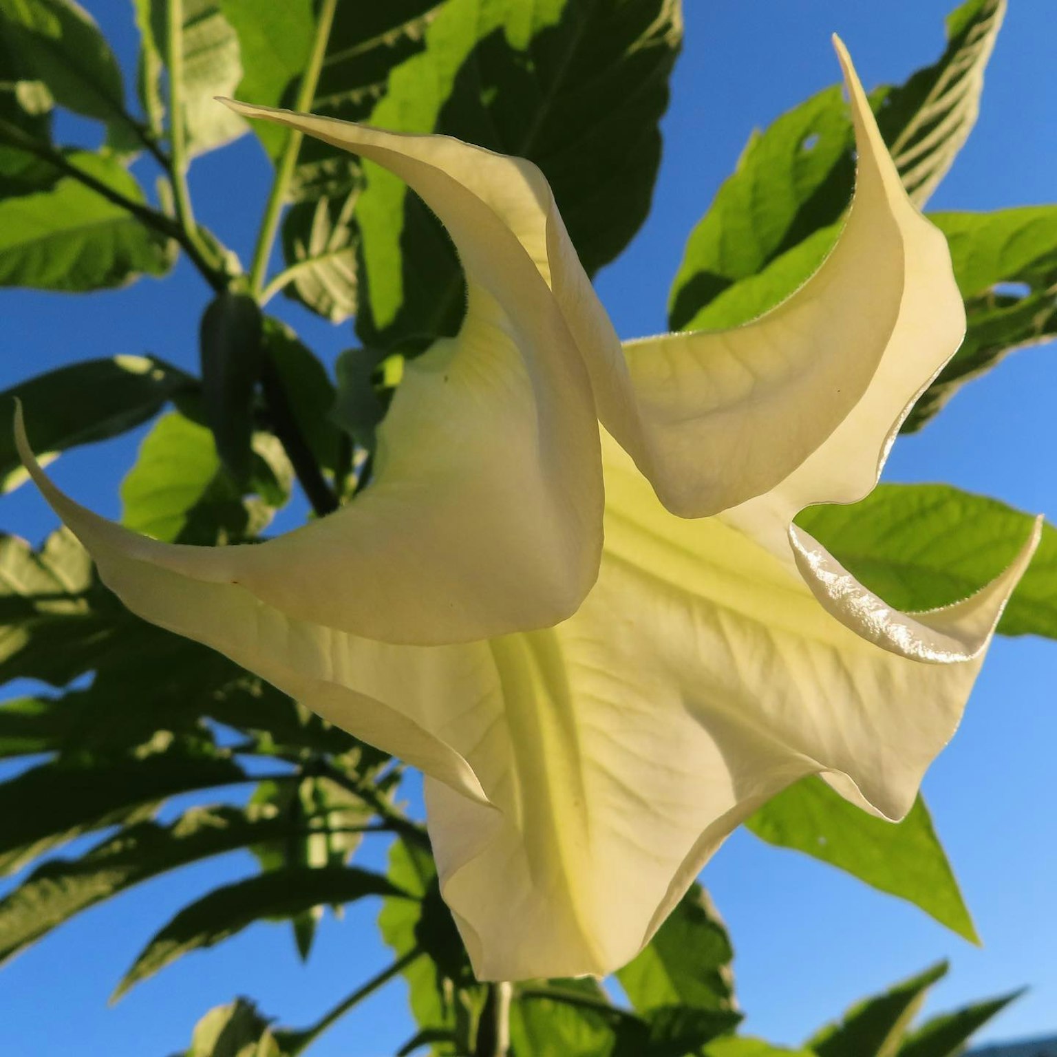Eine große weiße Blume mit einzigartigen Blütenblättern vor einem blauen Himmel